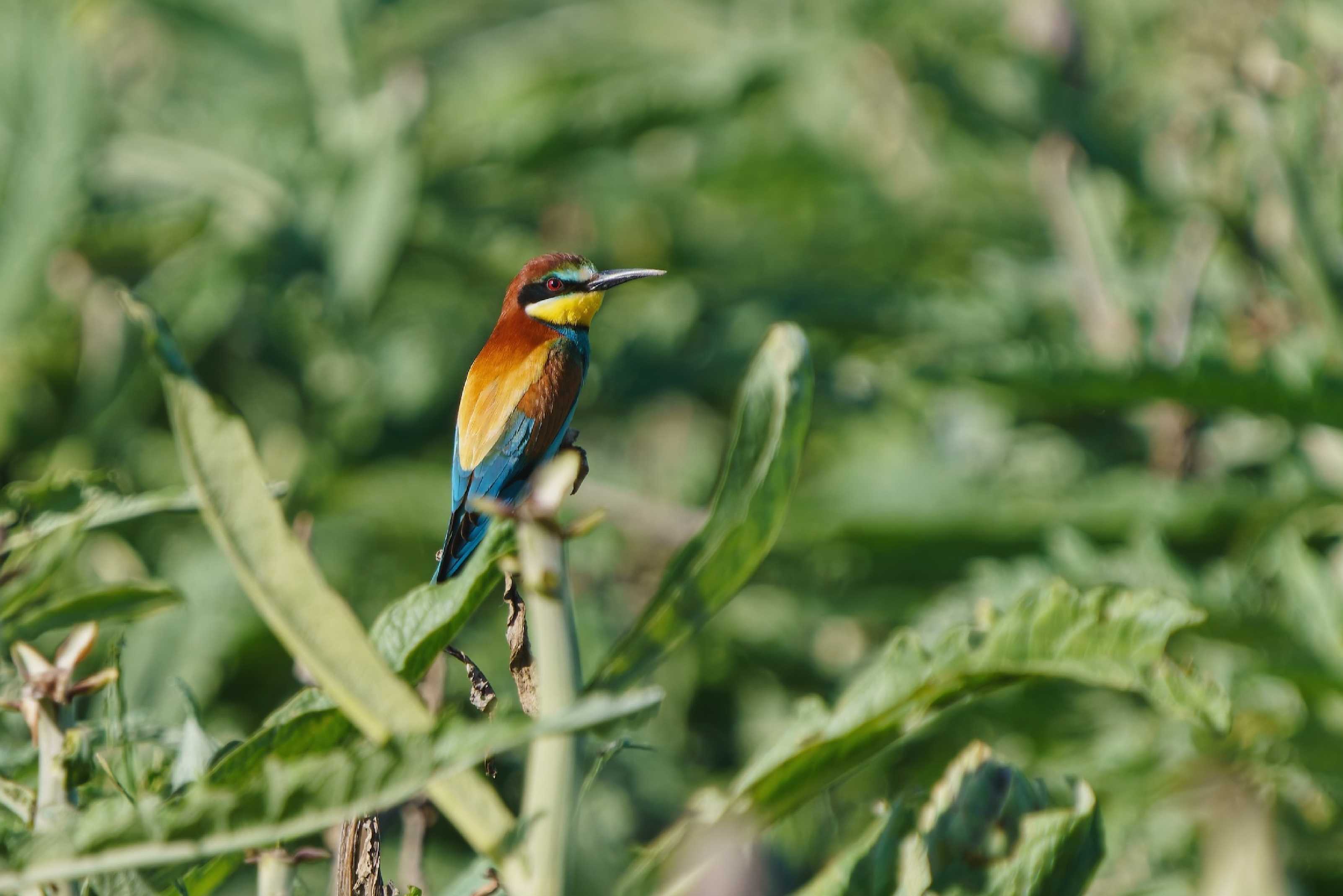 Vlhy v artyčokovém poli - Trinitapoli - Puglia - Foto Jana Ježková 0525 (1)