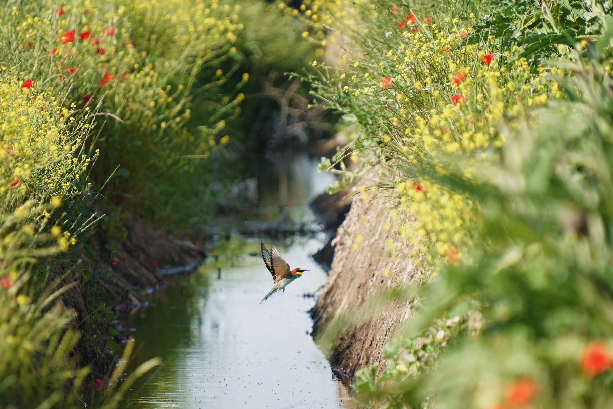 Vlhy v artyčokovém poli - Trinitapoli - Puglia - Foto Jana Ježková 0525 (2)