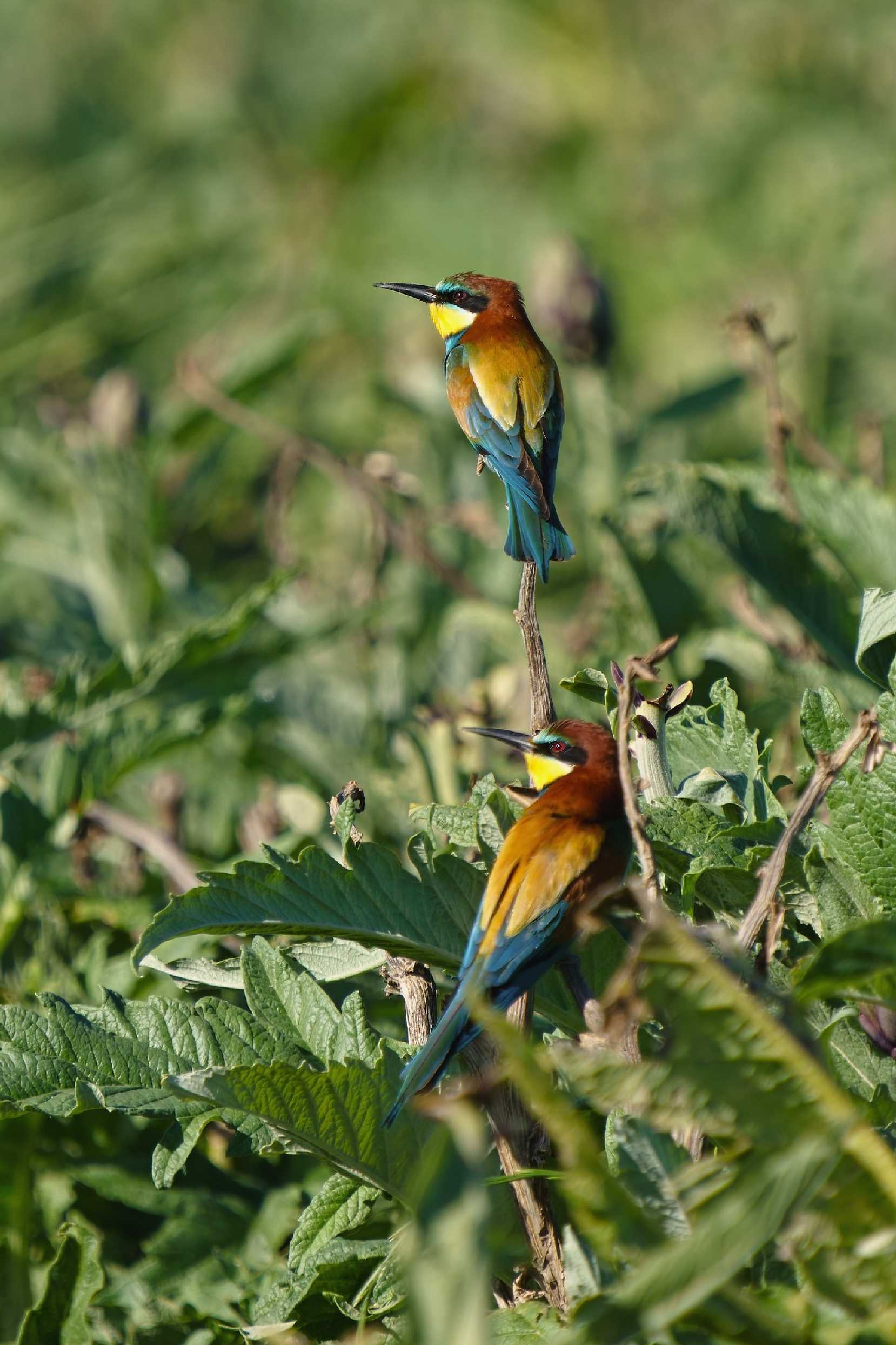 Vlhy v artyčokovém poli - Trinitapoli - Puglia - Foto Jana Ježková 0525 (3)