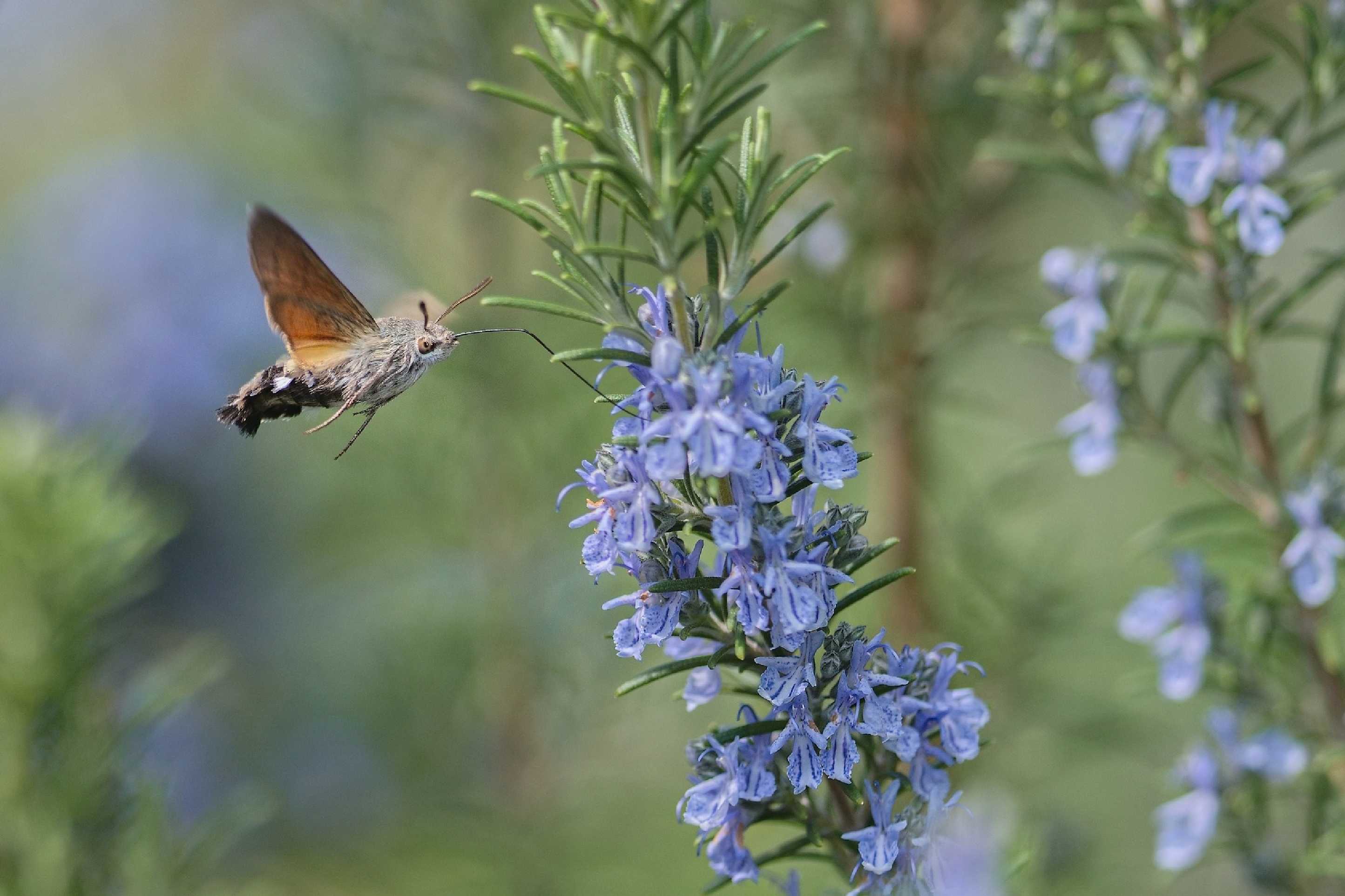 Nektar láká - Foto Jana Ježková 0425