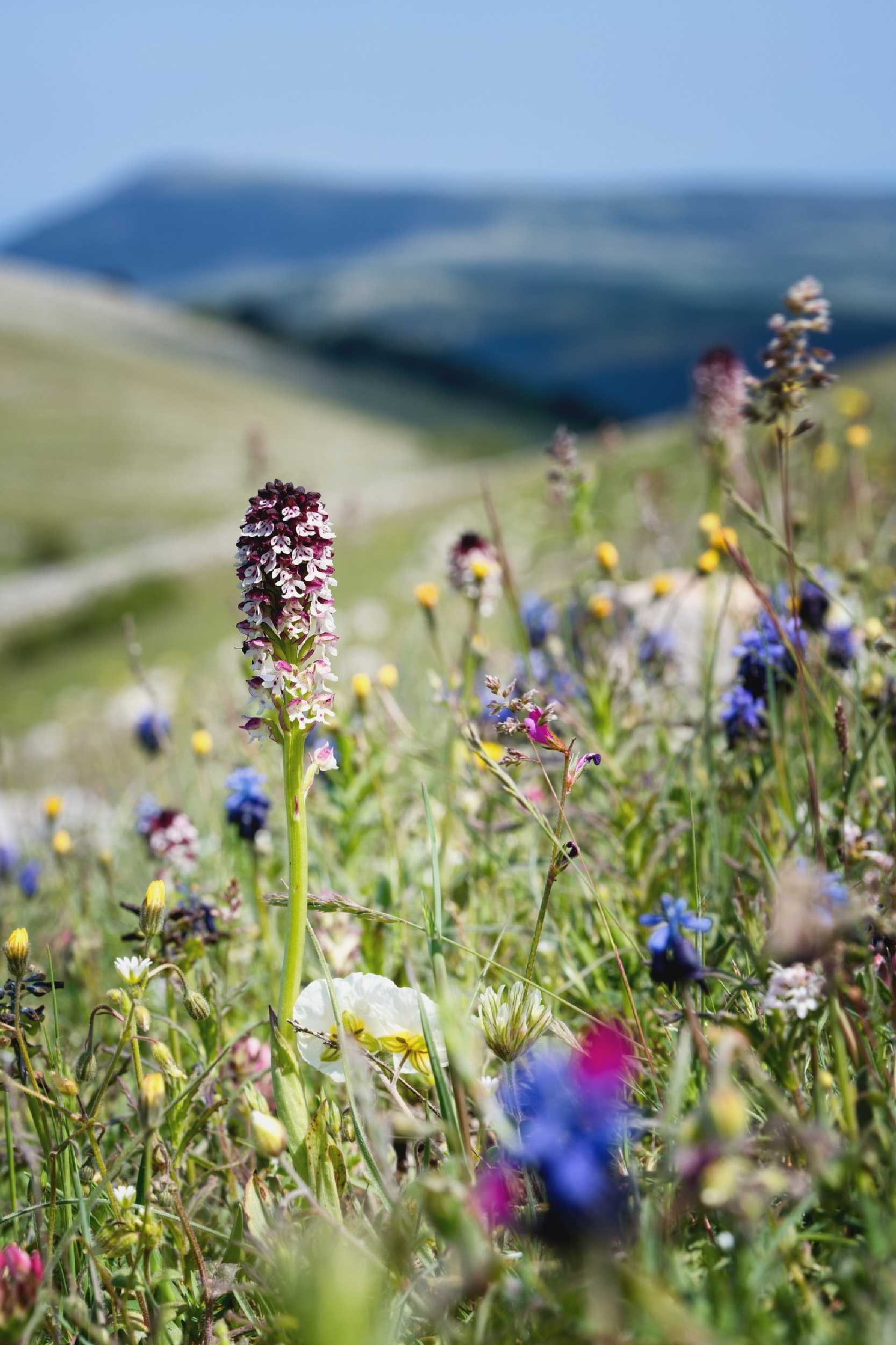 Neotinea ustulata - Monte Calvo - Gargano - Foto Jana Ježková 0525