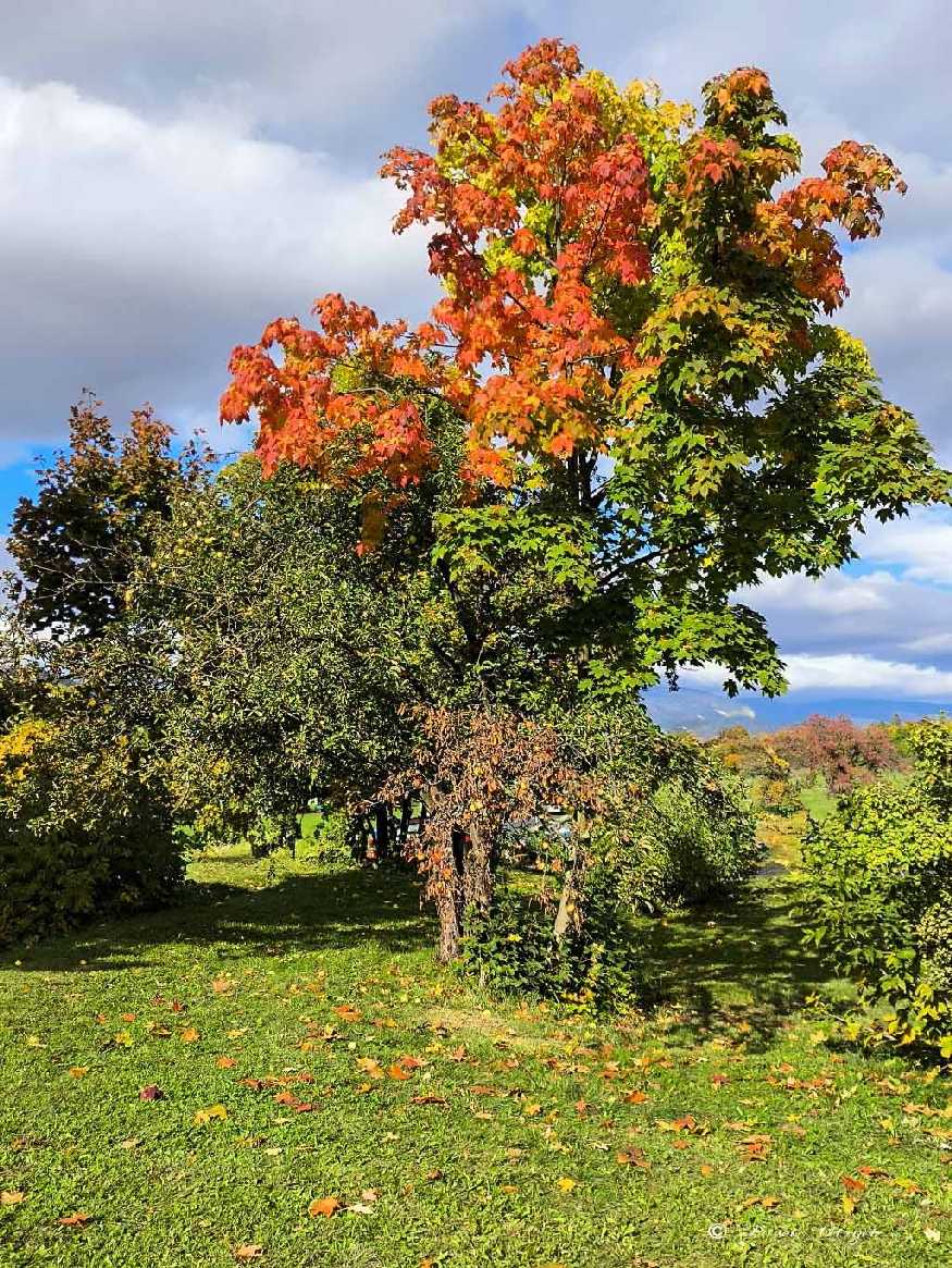 Barevný podzim - Foto Pavel Ulrych 1025 (1)