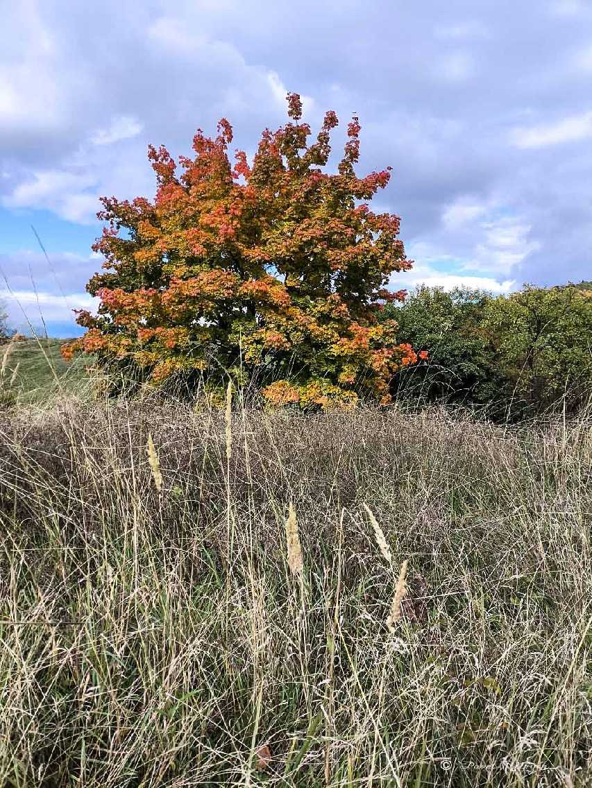 Barevný podzim - Foto Pavel Ulrych 1025 (2)
