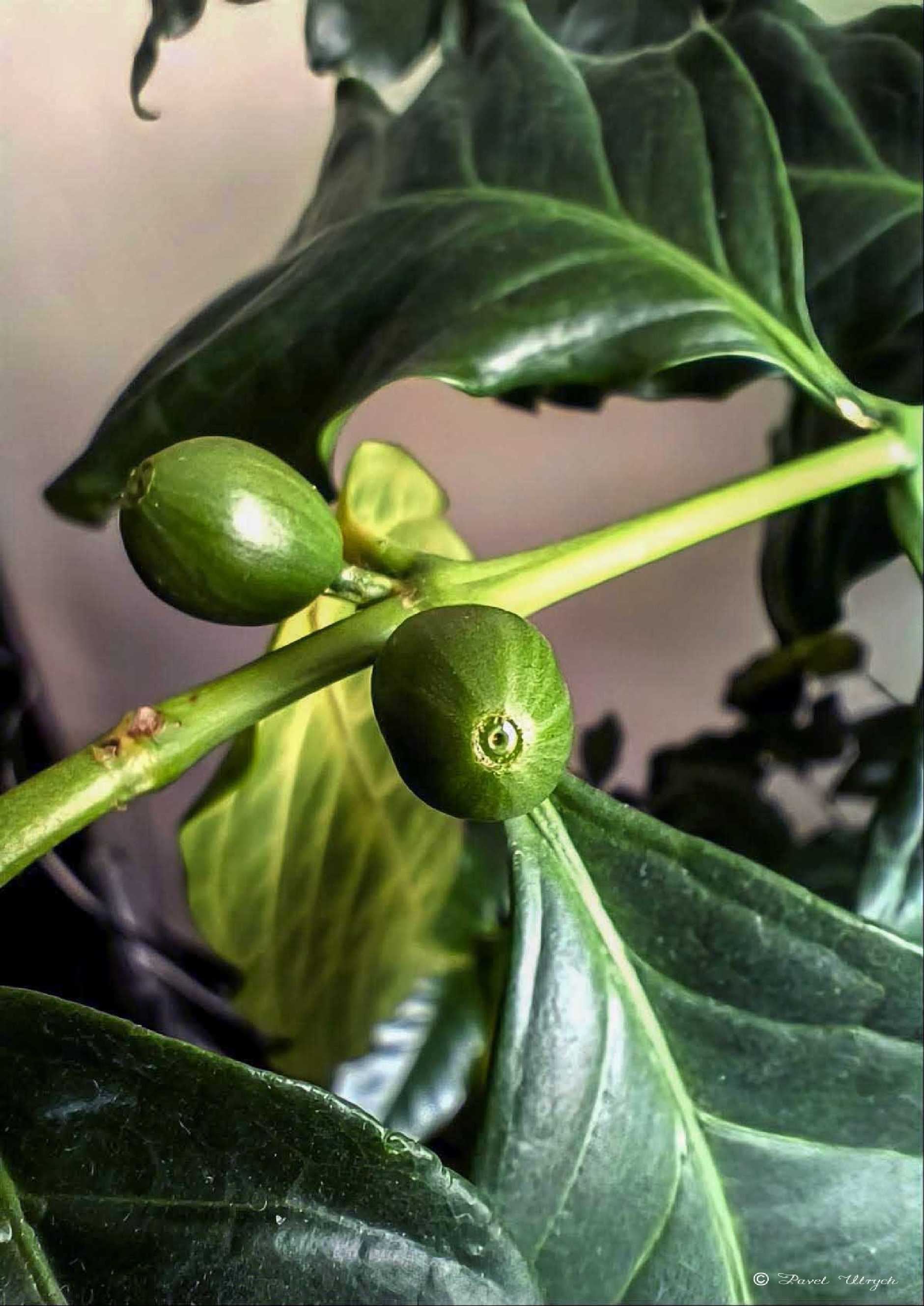 Kávovník - Foto Pavel Ulrych 0925