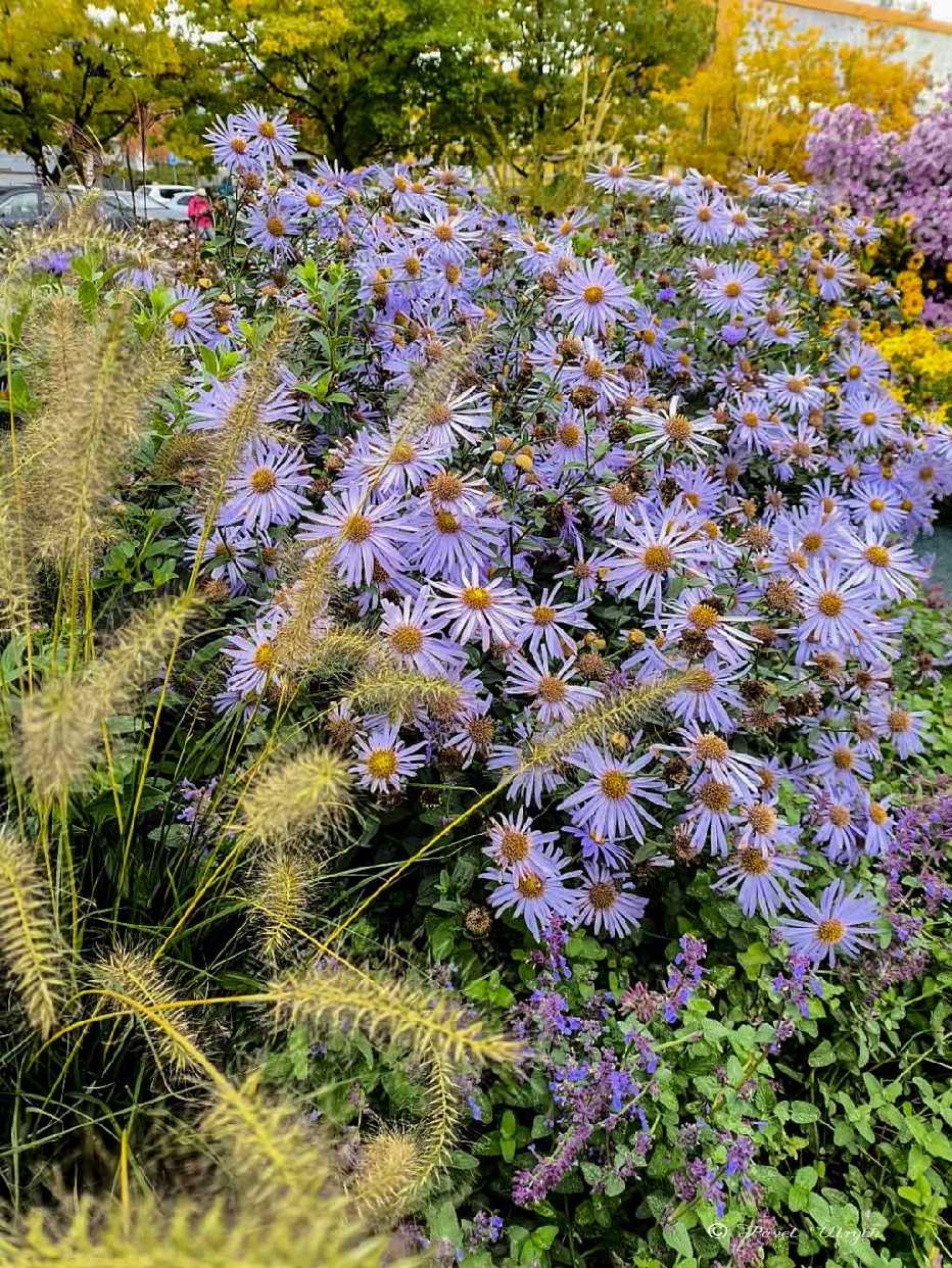 Podzimní květy - Foto Pavel Ulrych 1025