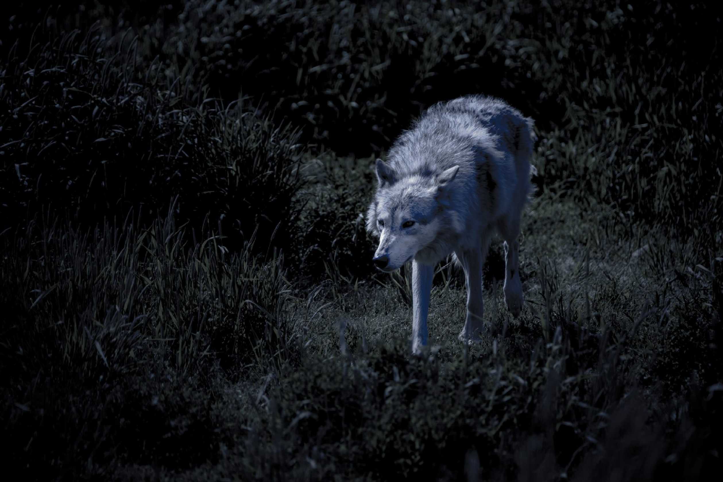 Aljašský vlk - Foto Ladislav Hanousek 1025