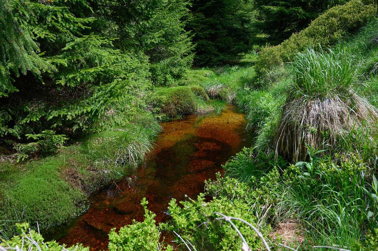 V Jizerskách horách - Foto Jaroslava Jechová 0625