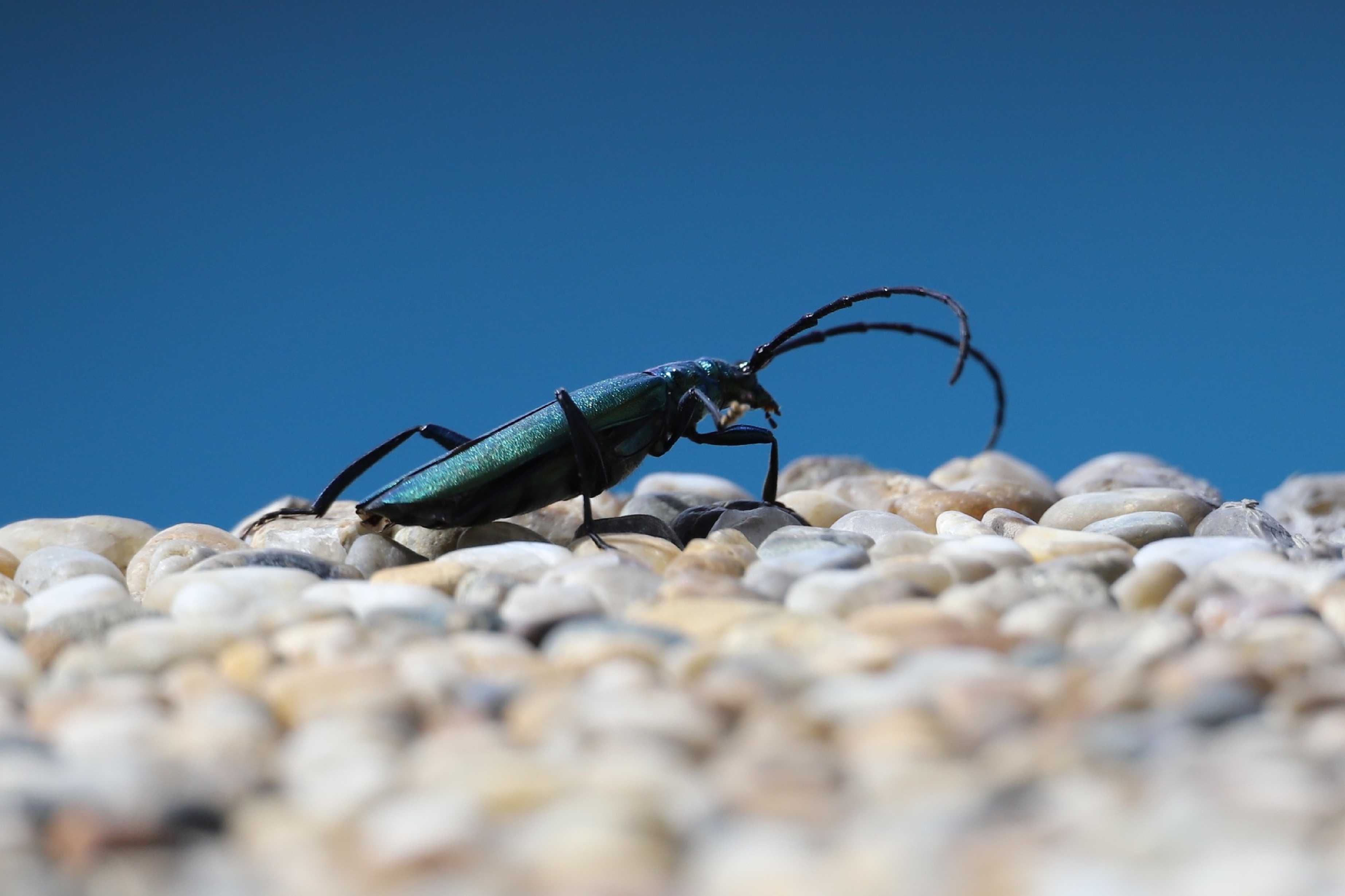 Tesařík pižmový - Foto Ladislav Jonák 0825 (1)
