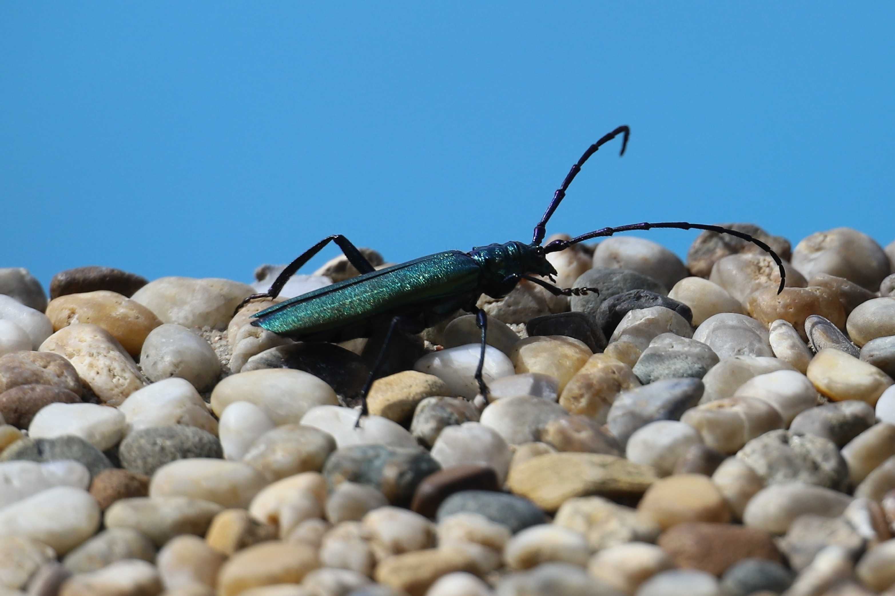 Tesařík pižmový - Foto Ladislav Jonák 0825 (2)