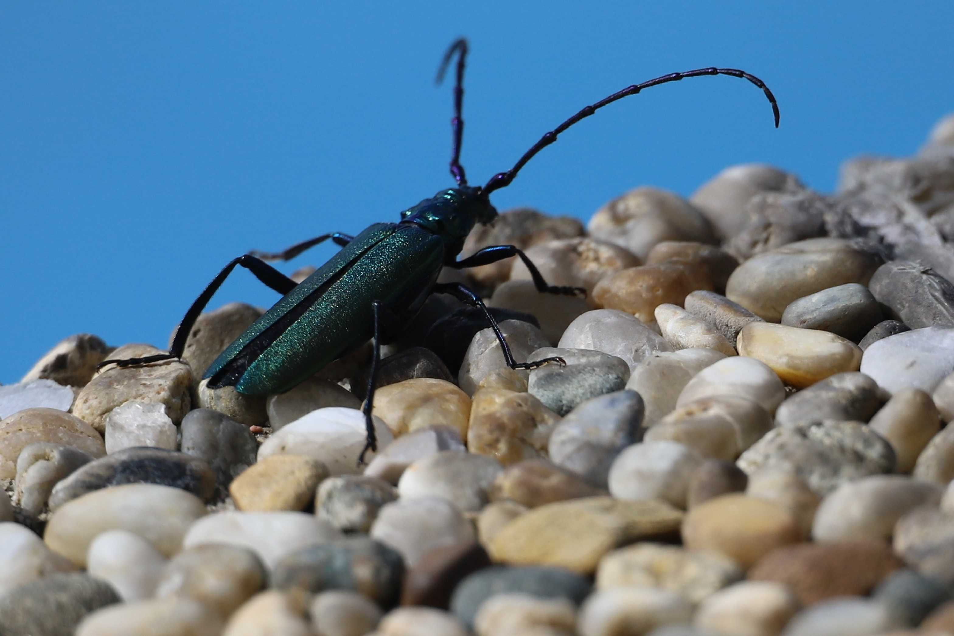 Tesařík pižmový - Foto Ladislav Jonák 0825 (3)