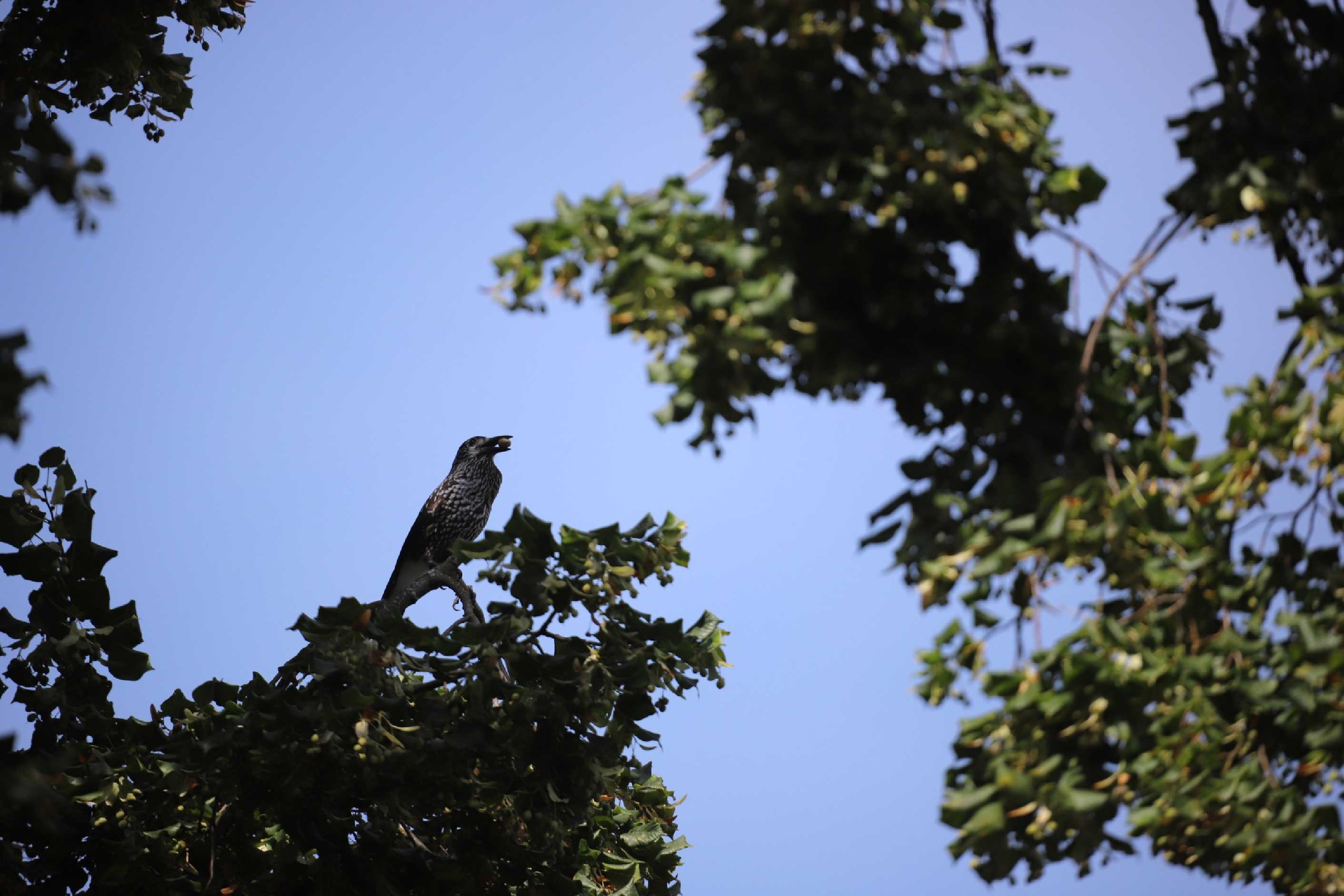 Ořešník Kropenatý - Foto Ladislav Jonák 0825 (1)
