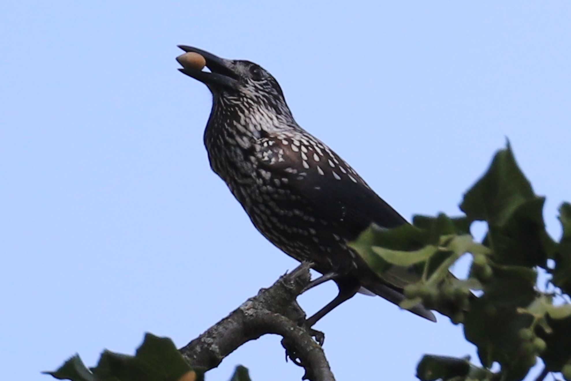 Ořešník Kropenatý - Foto Ladislav Jonák 0825 (2)