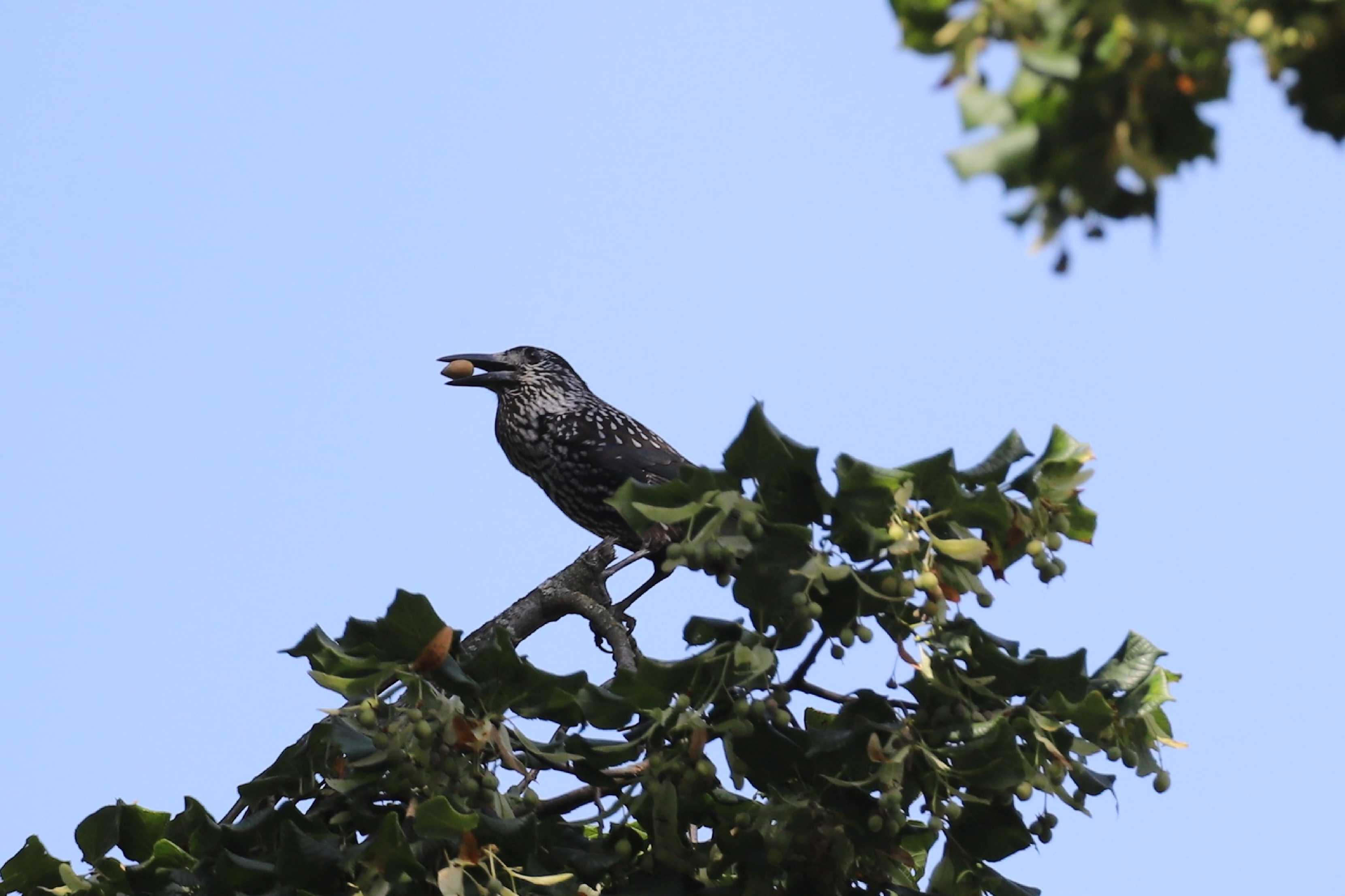 Ořešník Kropenatý - Foto Ladislav Jonák 0825 (3)