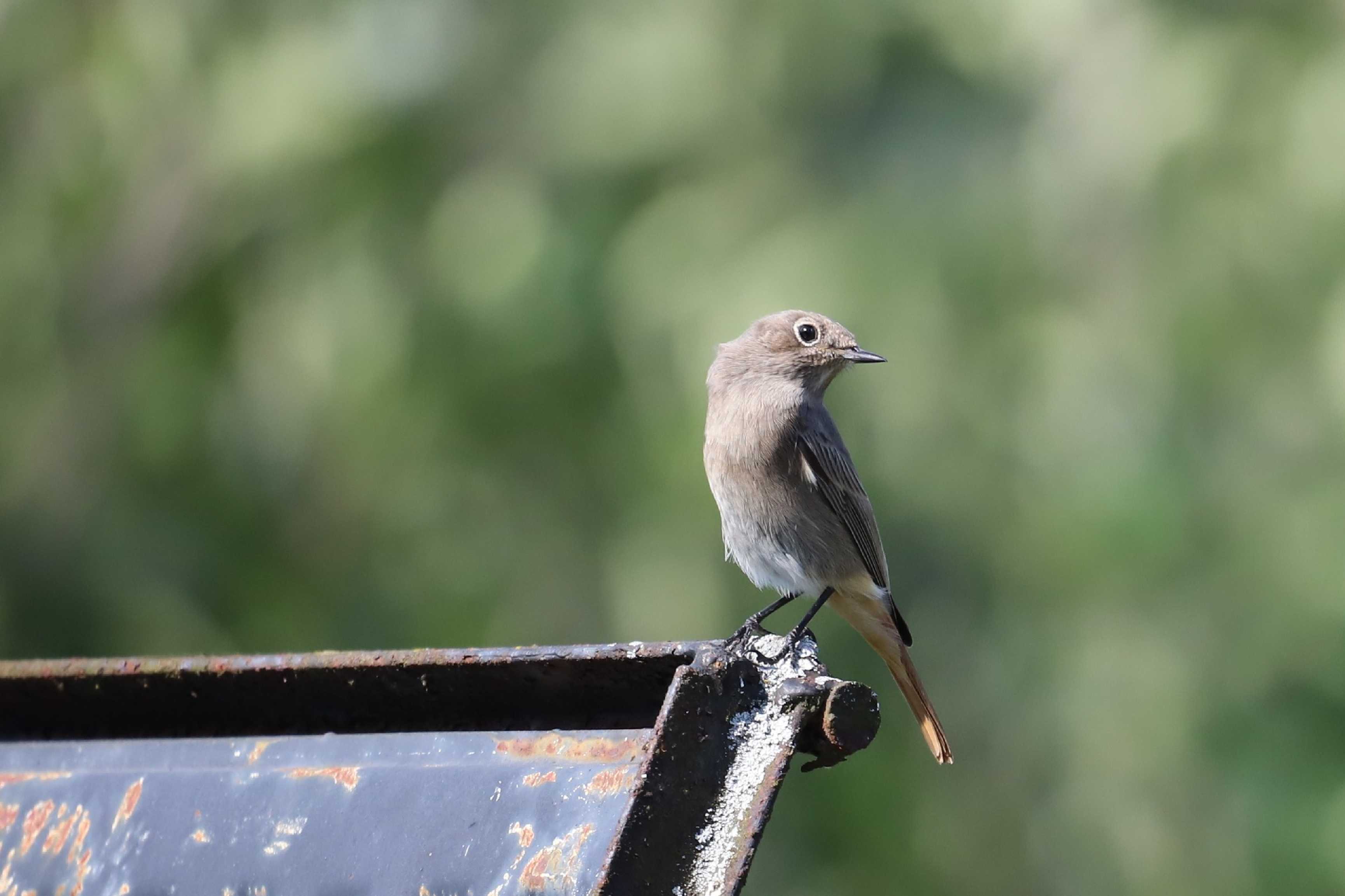 Rehek domácí - Foto Ladislav Jonák 0825