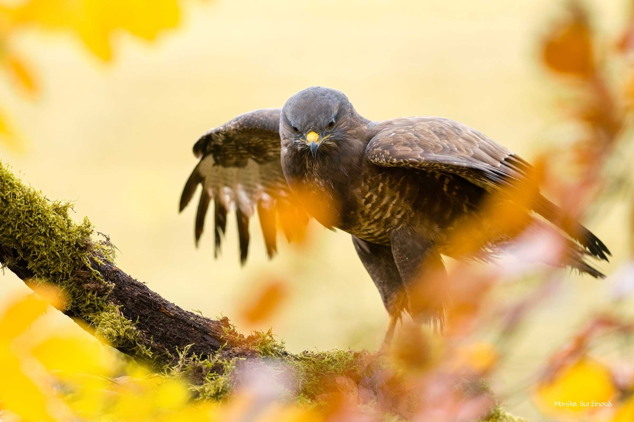 Káně lesní - Foto Monika Suržinová 1125