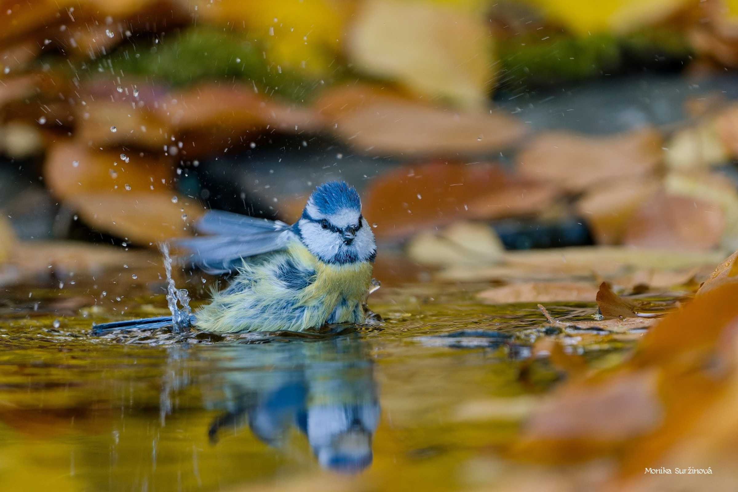 Koupání - Foto Monika Suržinová 1025