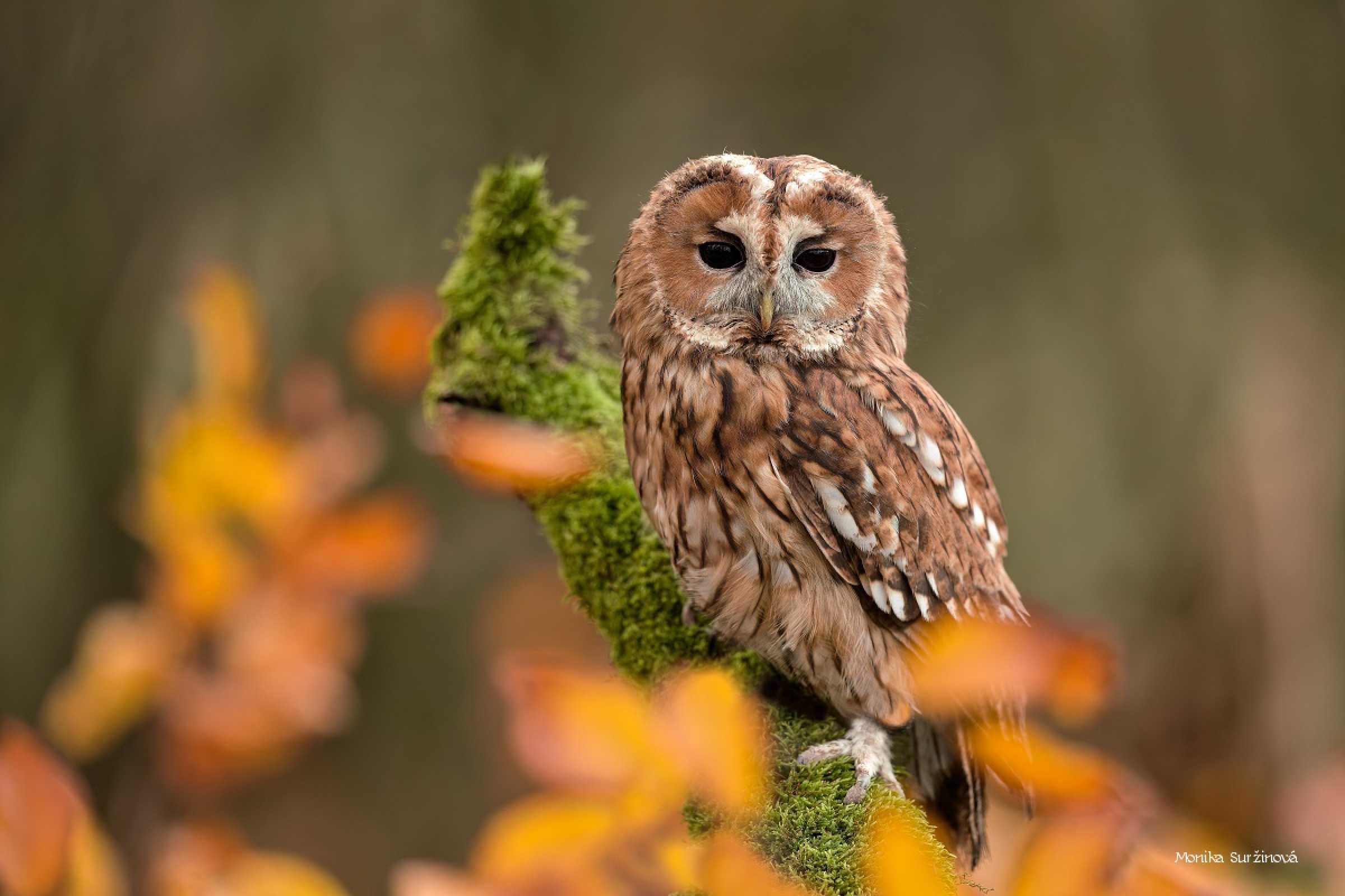 Puštík obecný - Foto Monika Suržinová 1125