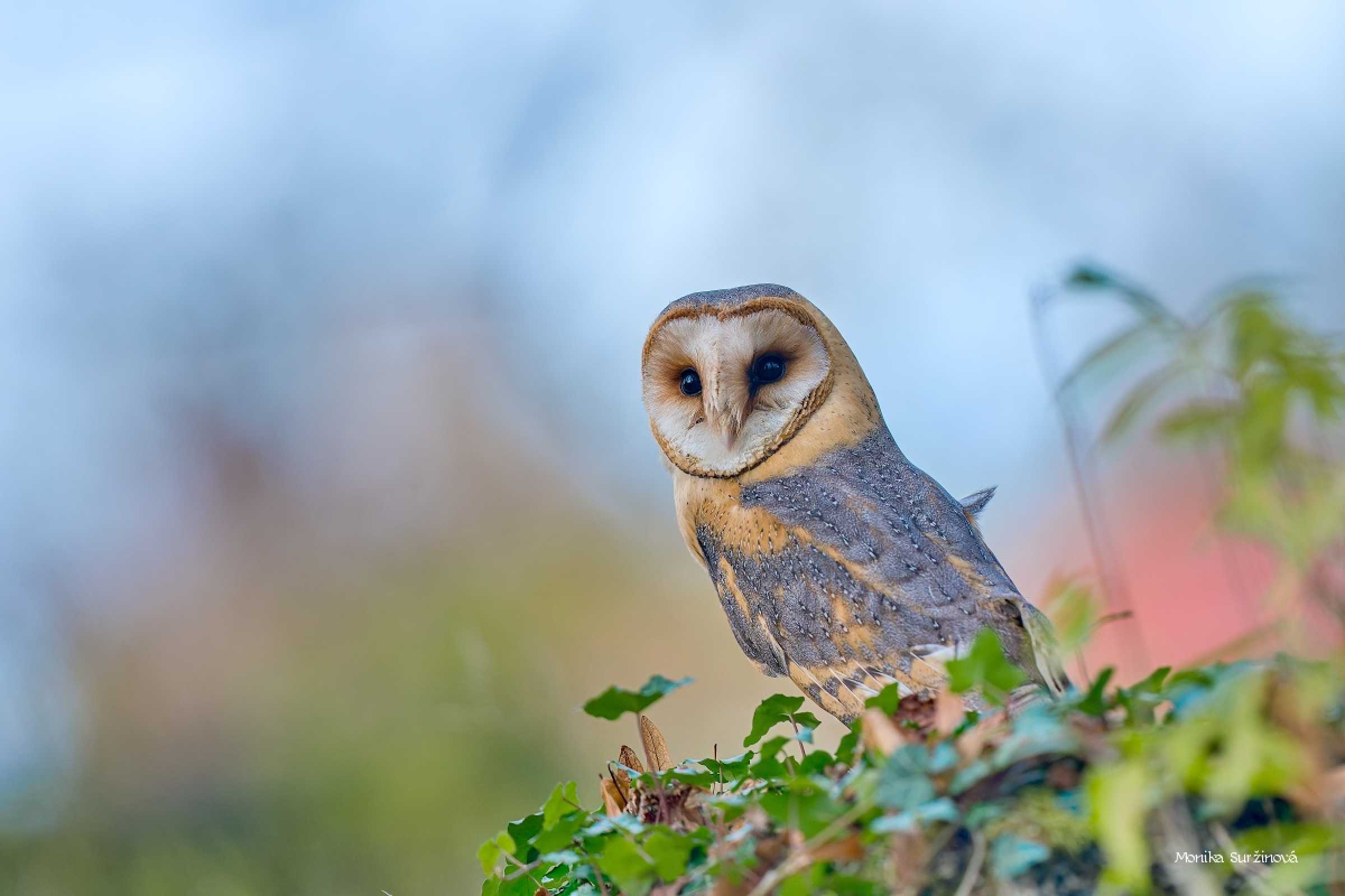 Sova pálená - Foto Monika Suržinová 1125