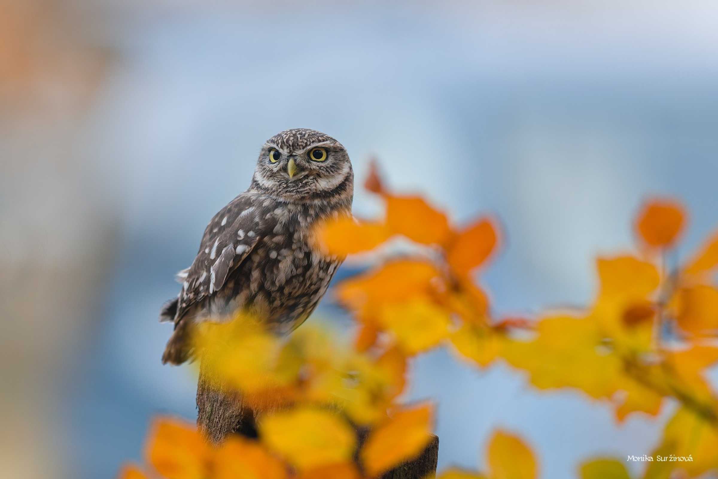 Sýček obecný - Foto Monika Suržinová 1125