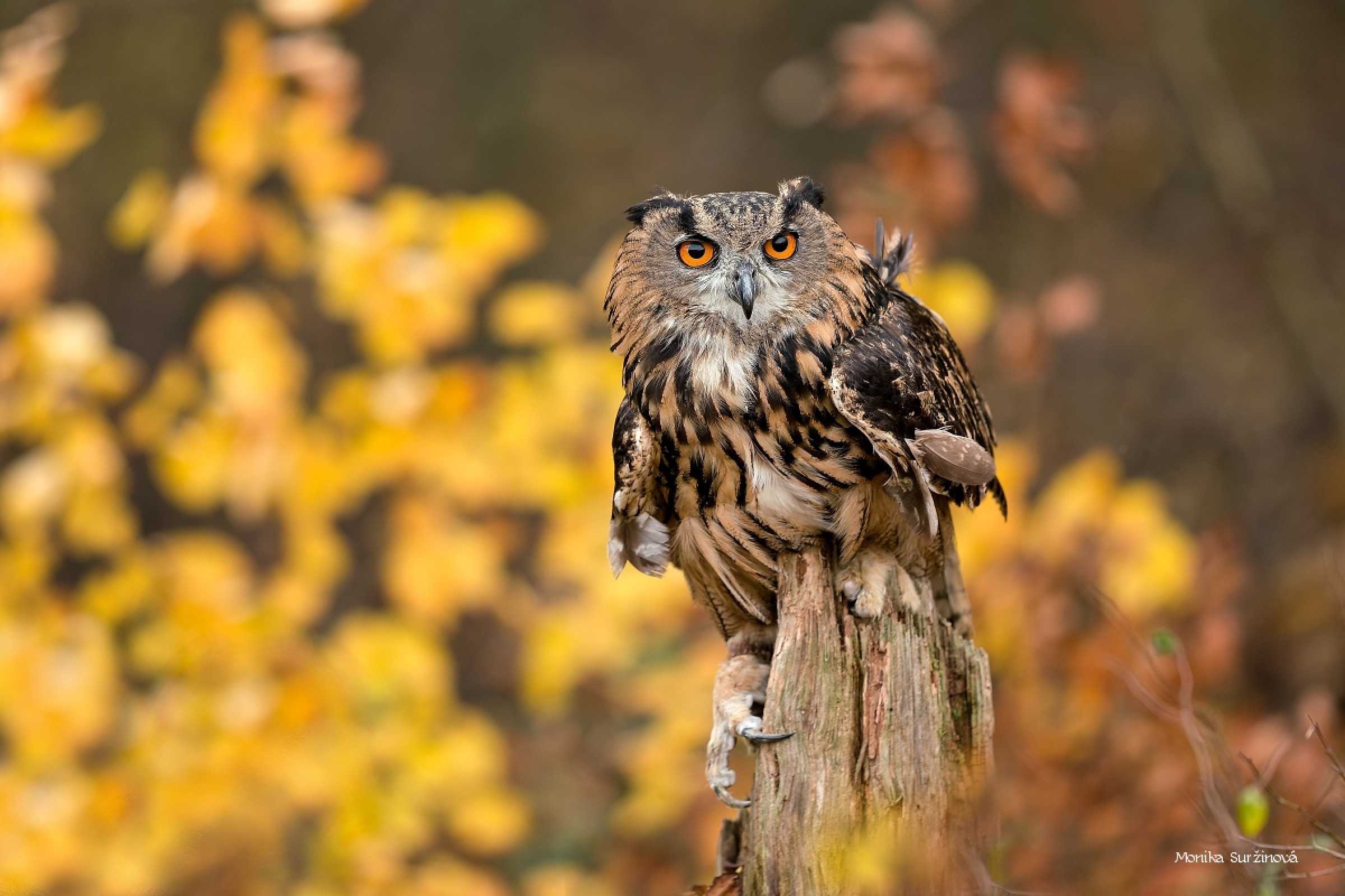 Výr velký - Foto Monika Suržinová 1125