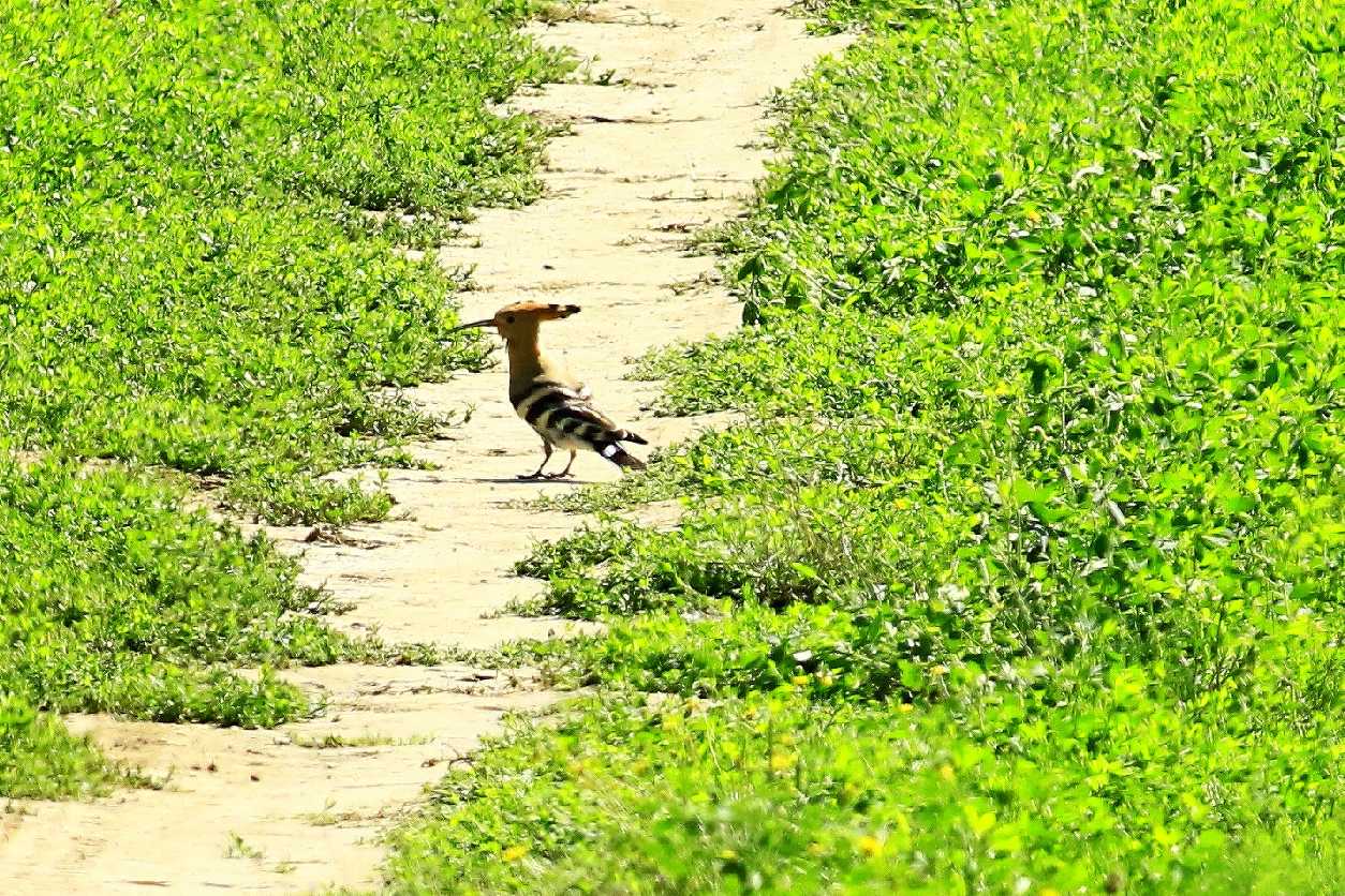 Dudek chocholatý - Foto Pavel Balazka 0825
