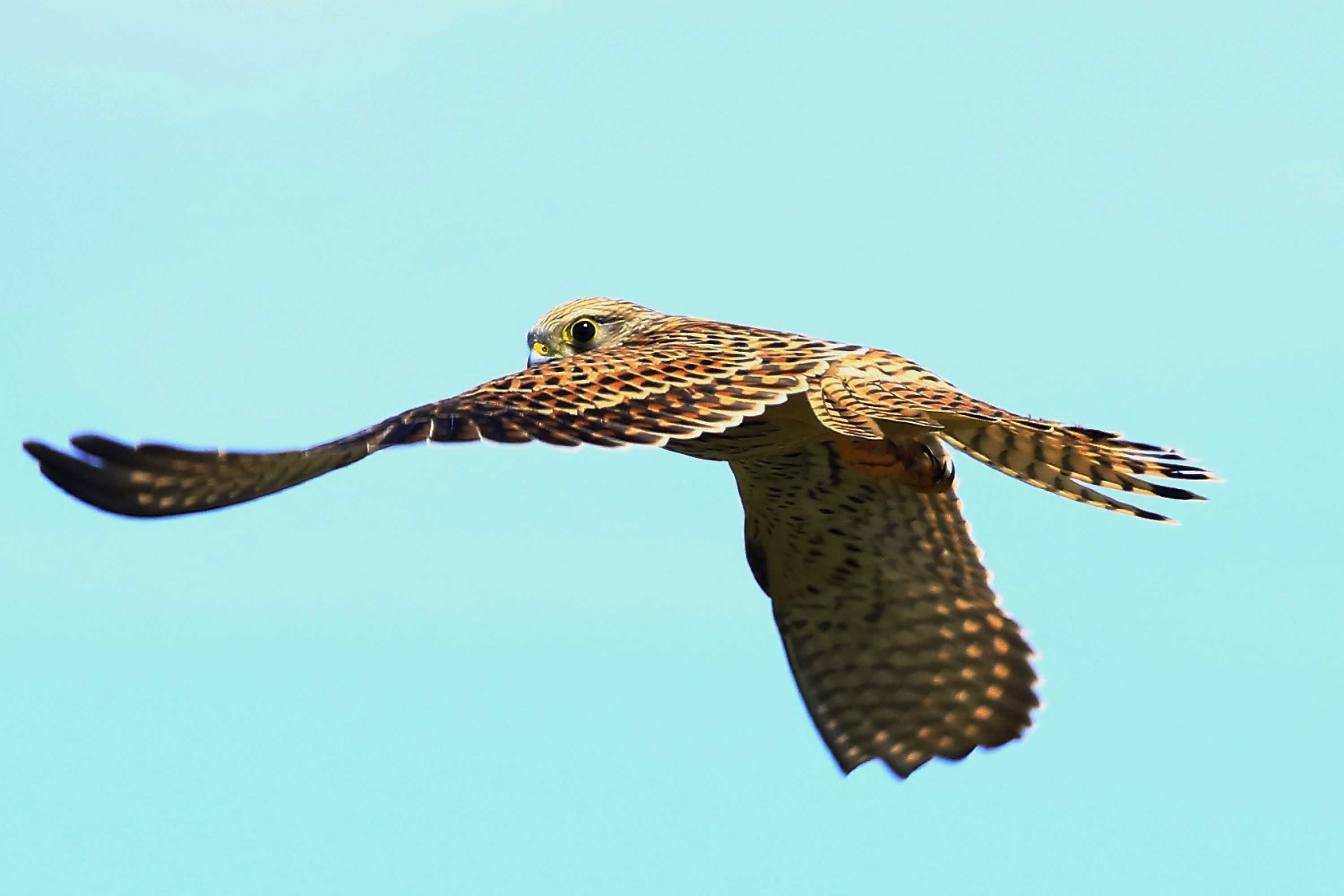 Poštolka obecná - Foto Pavel Balazka 0725