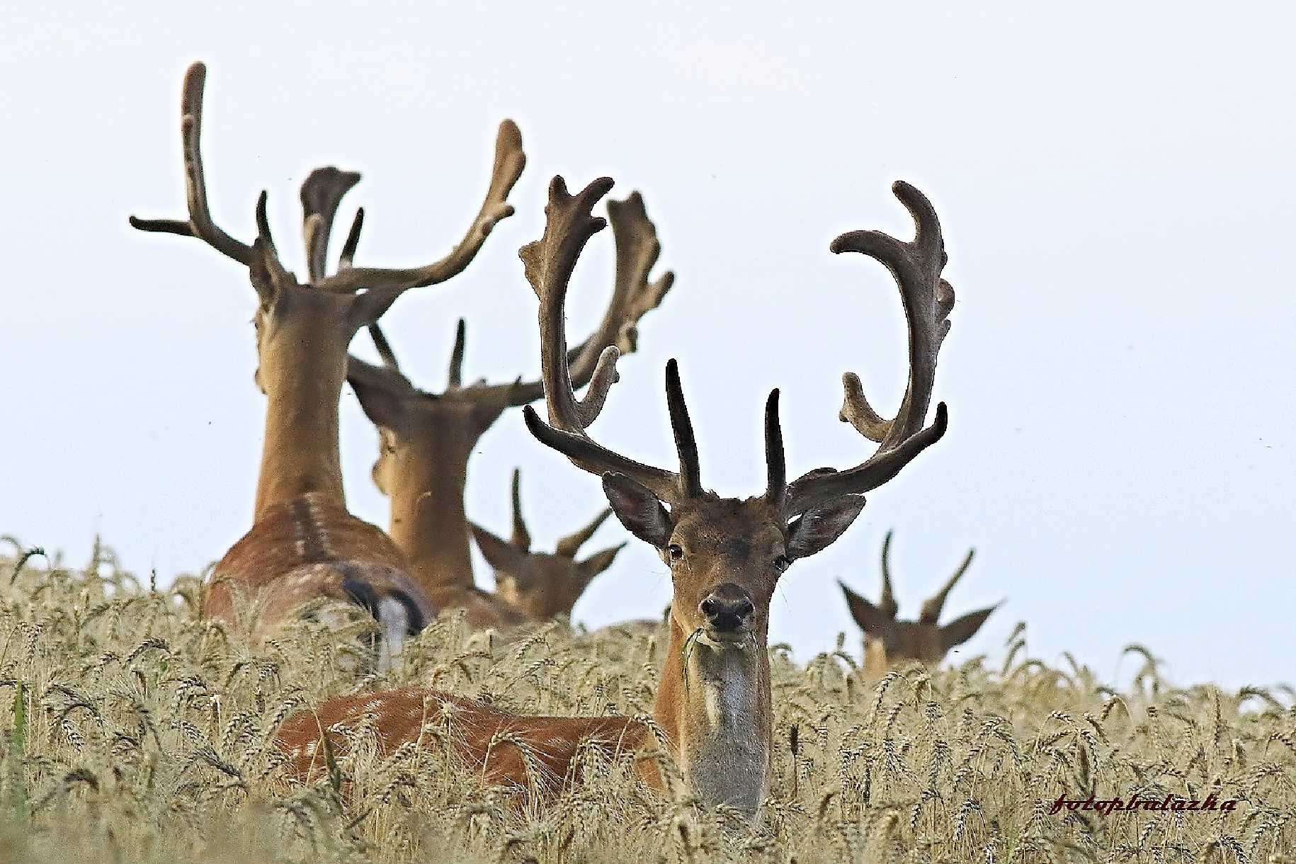 Dančí v obilí - Foto Pavel Balazka 0825