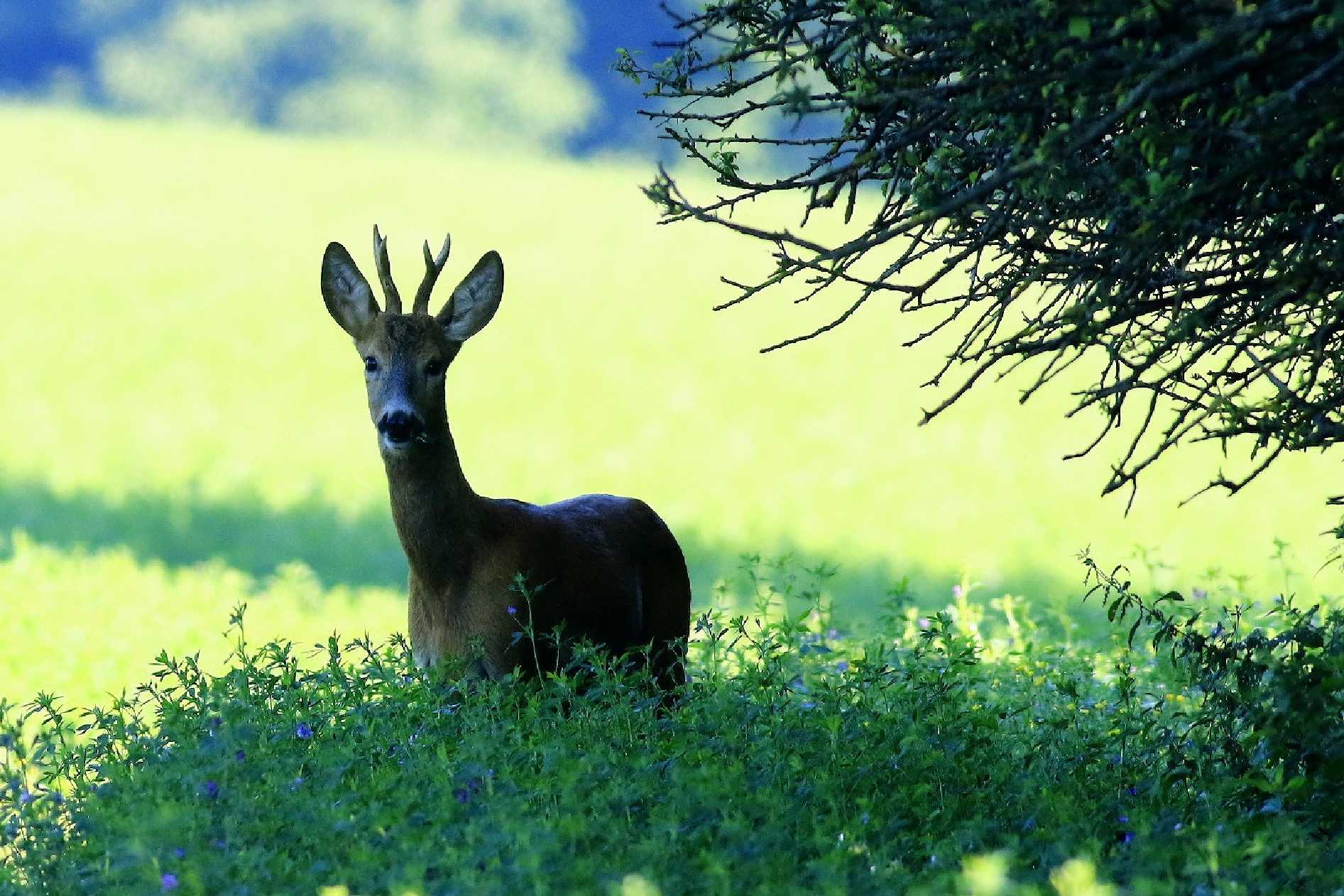Srnec obecný - Foto Pavel Balazka 0725 (1)