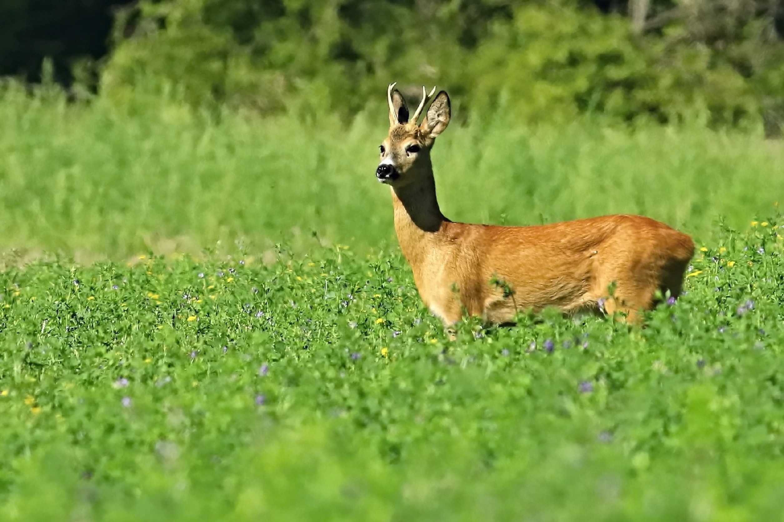 Srnec obecný - Foto Pavel Balazka 0725