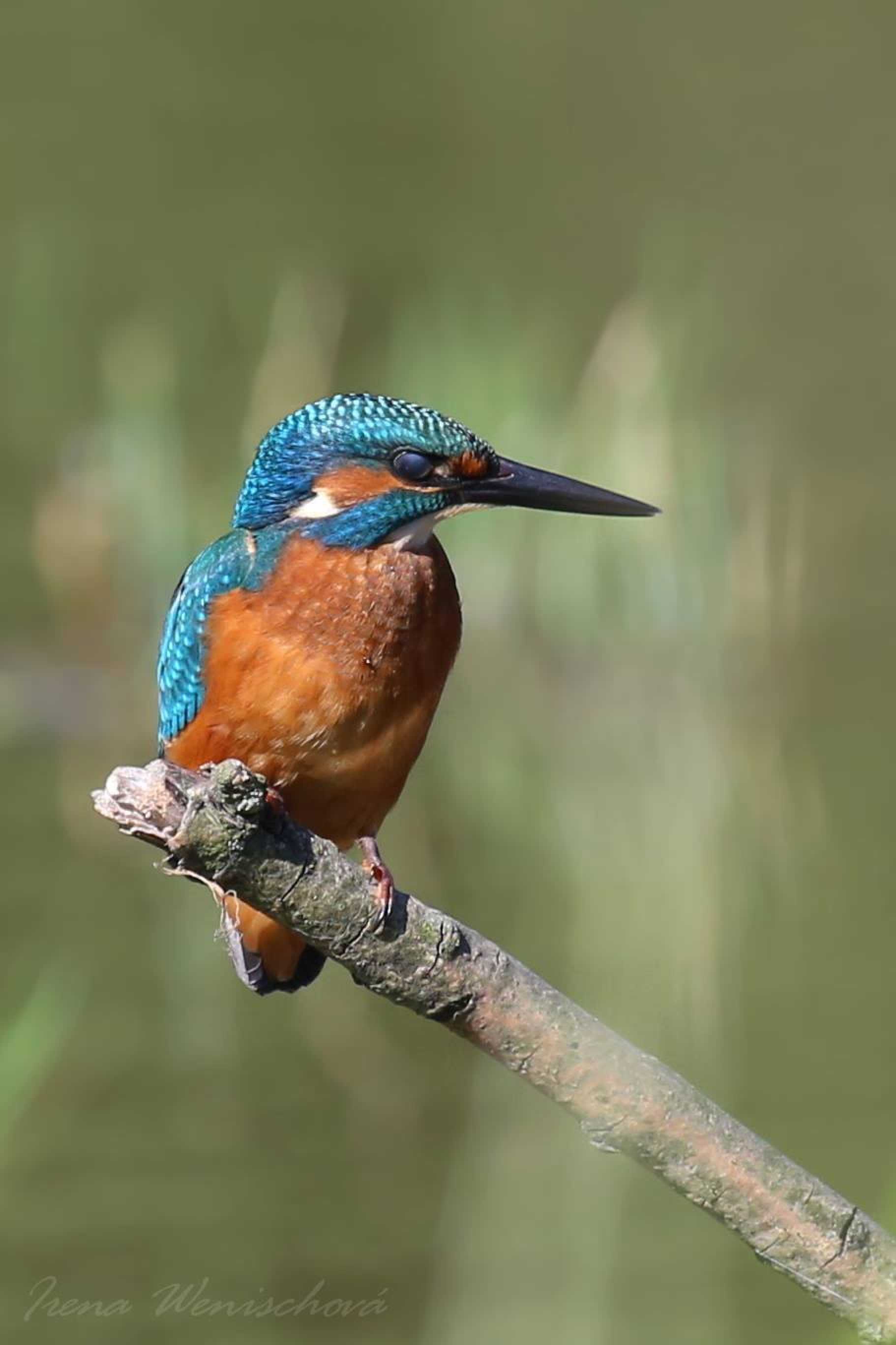 Ledňáček říční - Foto Irena Wenischová 1125 (1)