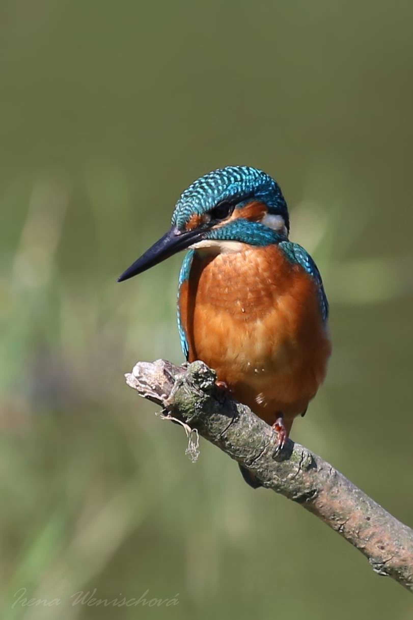 Ledňáček říční - Foto Irena Wenischová 1125 (2)