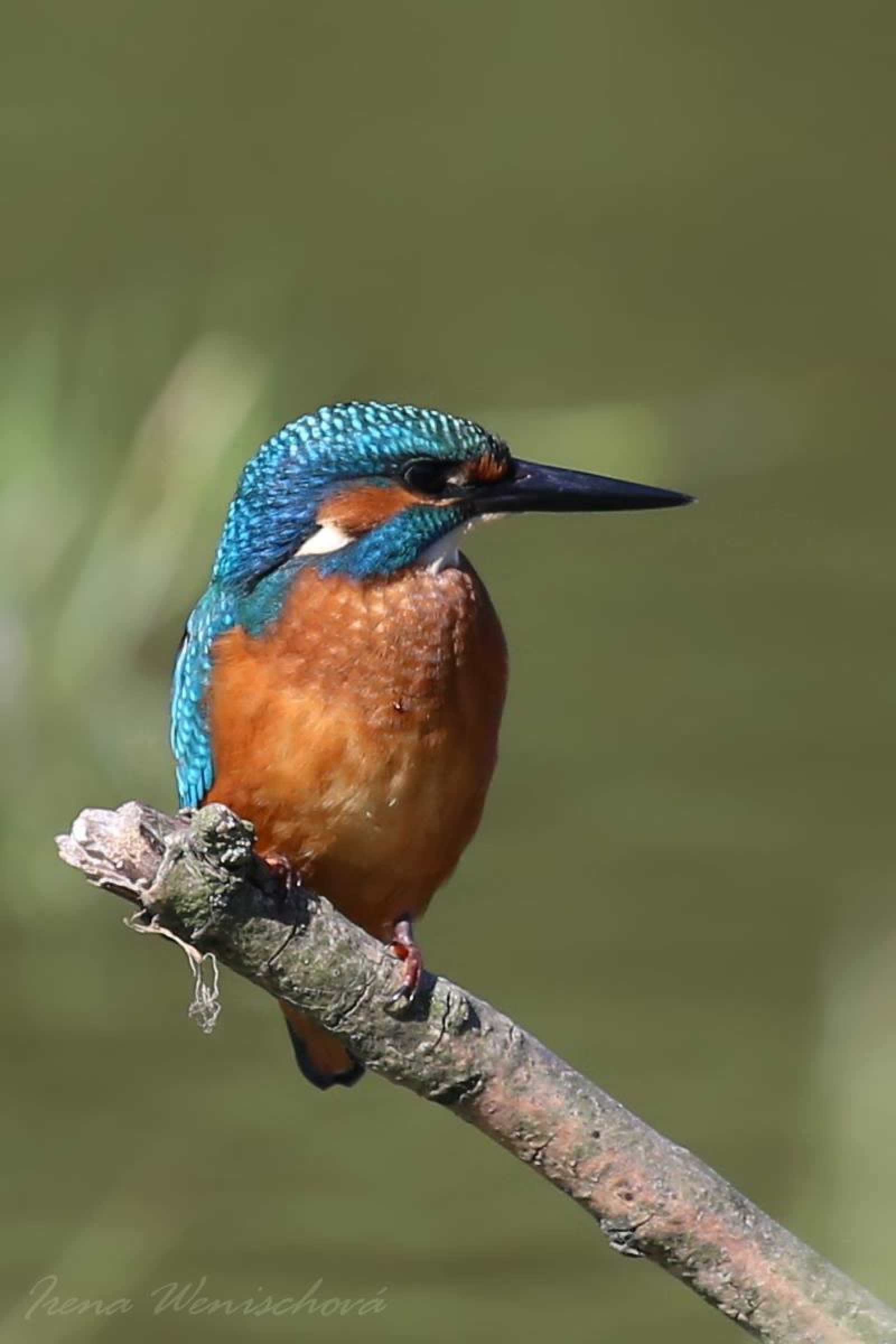 Ledňáček říční - Foto Irena Wenischová 1125 (3)