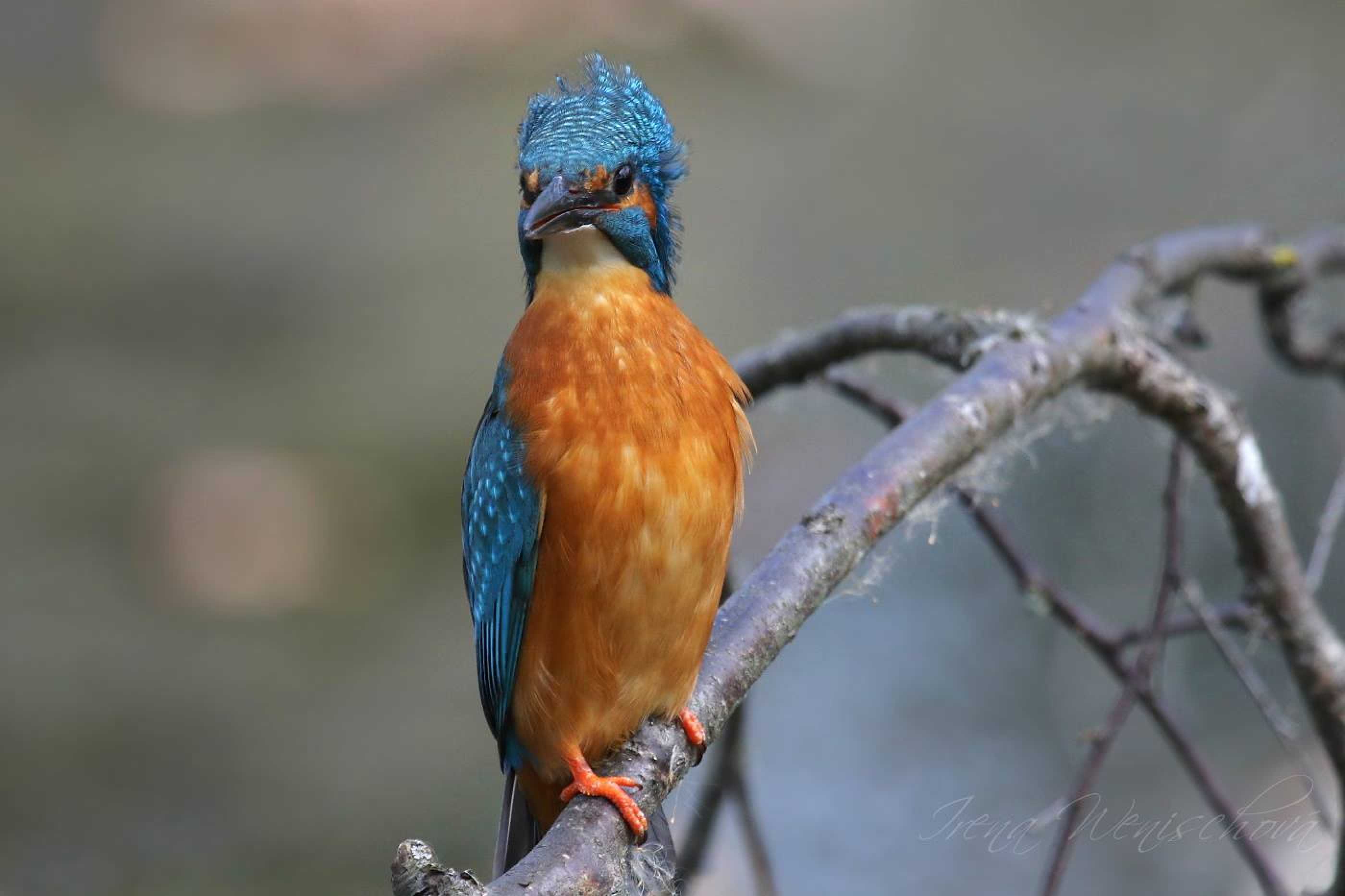 Ledňáček říční - Foto Irena Wenischová 1125 (4)