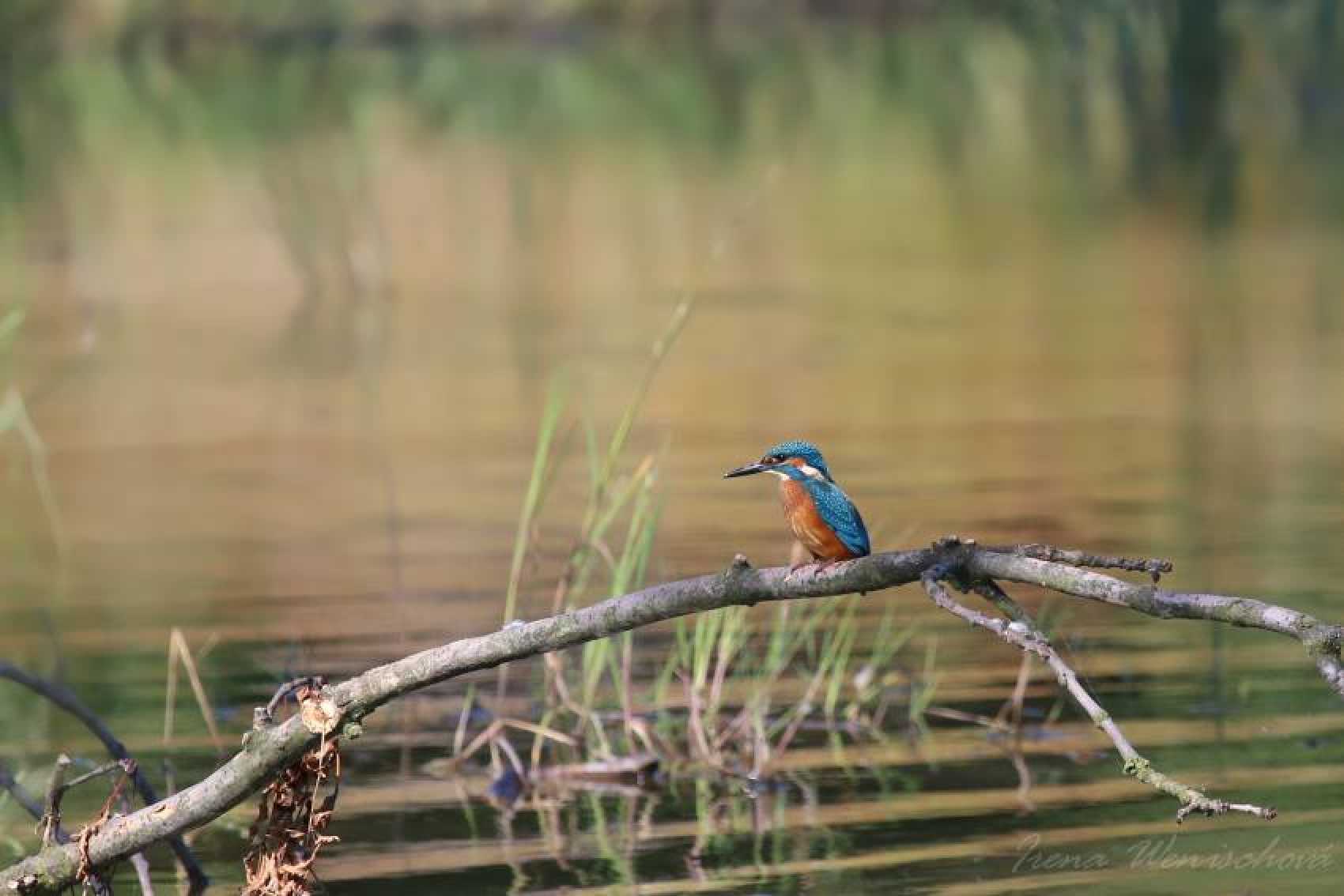 Ledňáček říční - Foto Irena Wenischová 1125