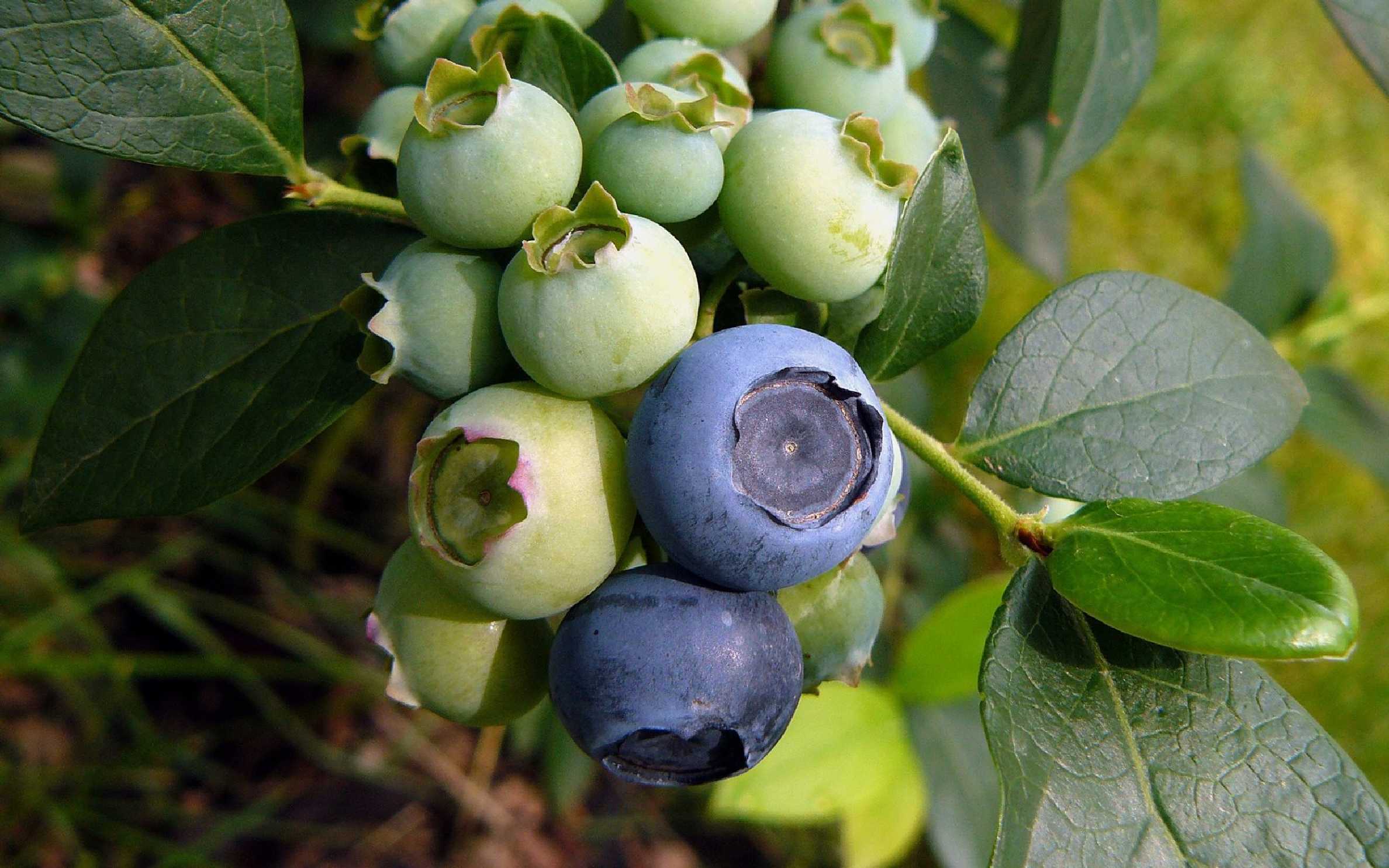 Brusnice chocholičnatá - kanadská borůvka - Foto Pavel Stančík 1125