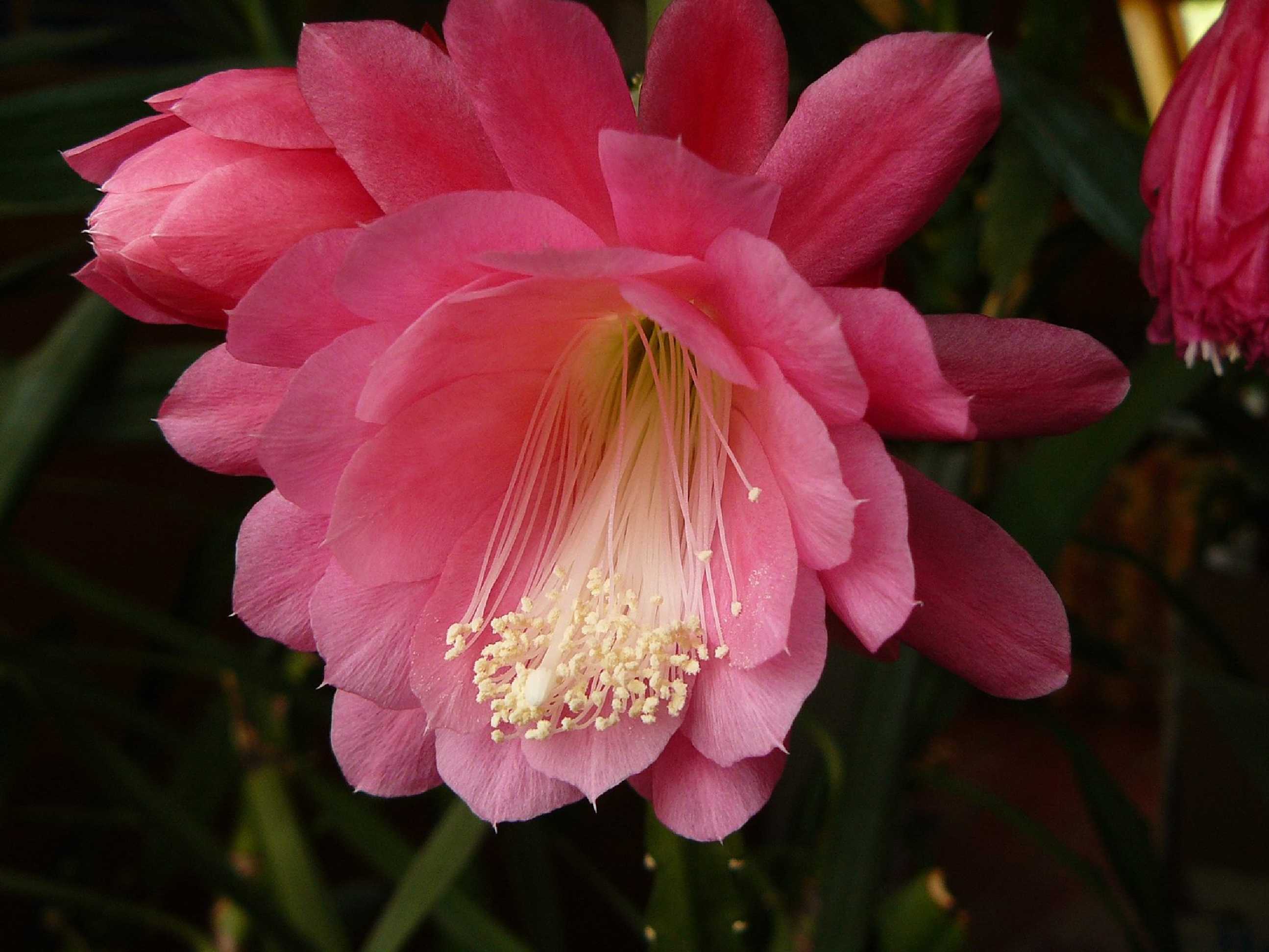 Epicactus - Foto Pavel Stančík 1125 (1)