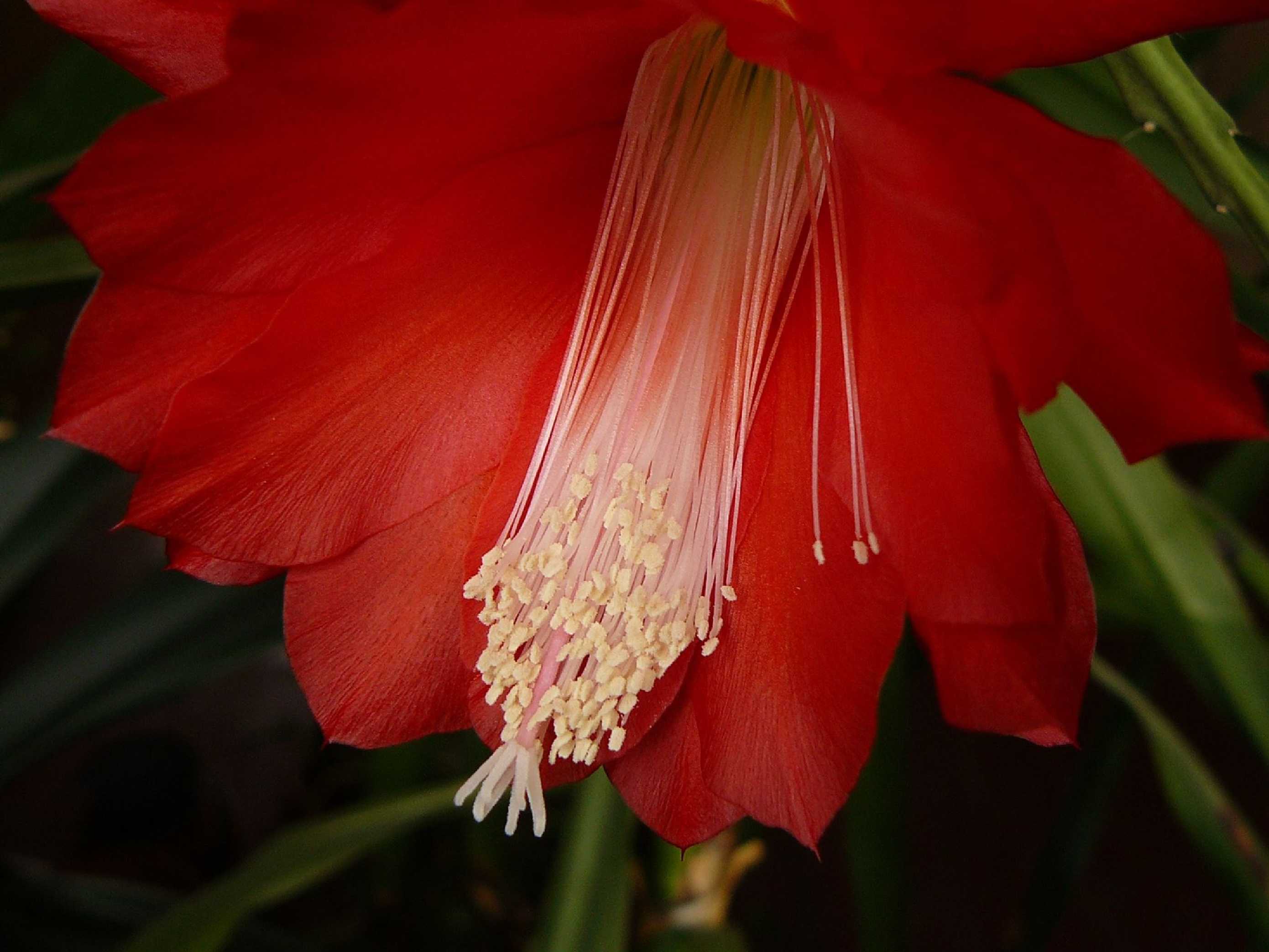 Epicactus - Foto Pavel Stančík 1125