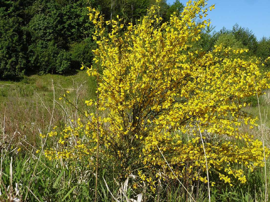 Kvetoucí janovec - Foto Pavel Stančík 1125 (1)