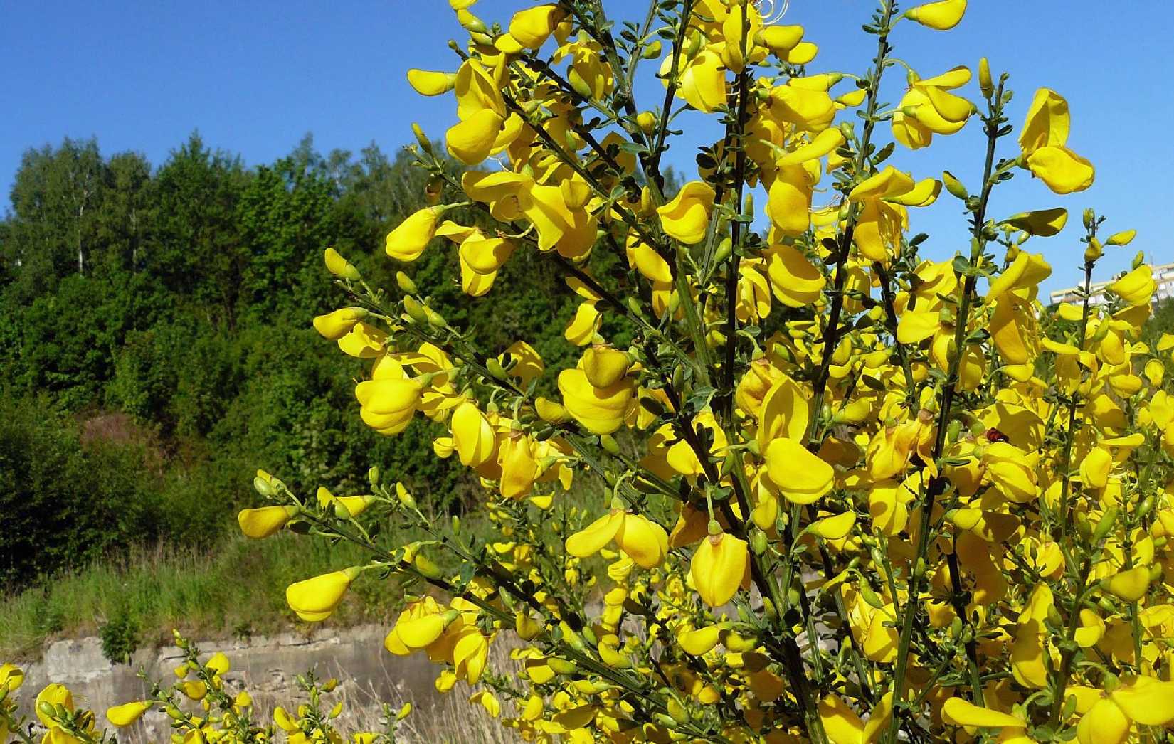 Kvetoucí janovec - Foto Pavel Stančík 1125 (2)