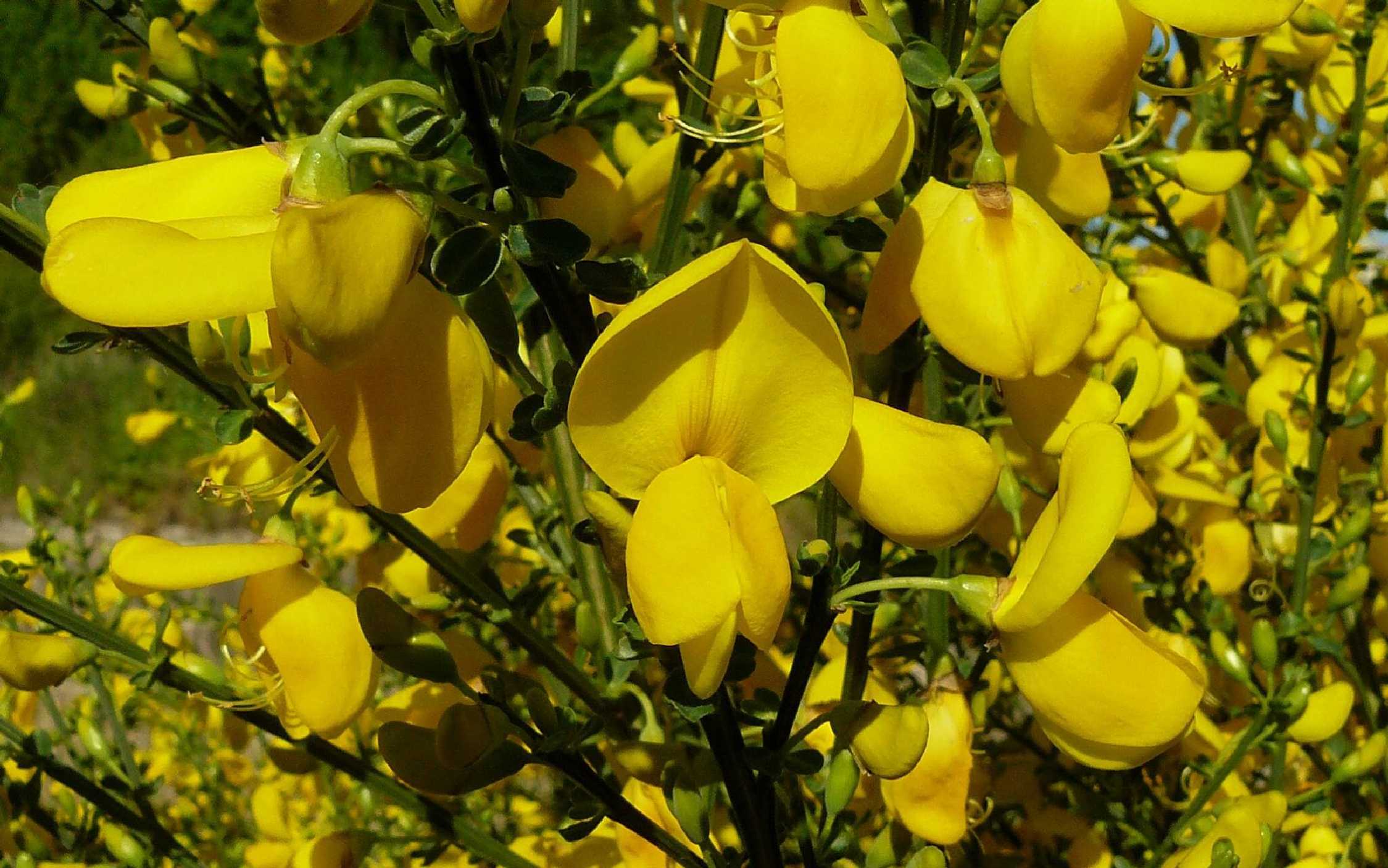 Kvetoucí janovec - Foto Pavel Stančík 1125 (3)