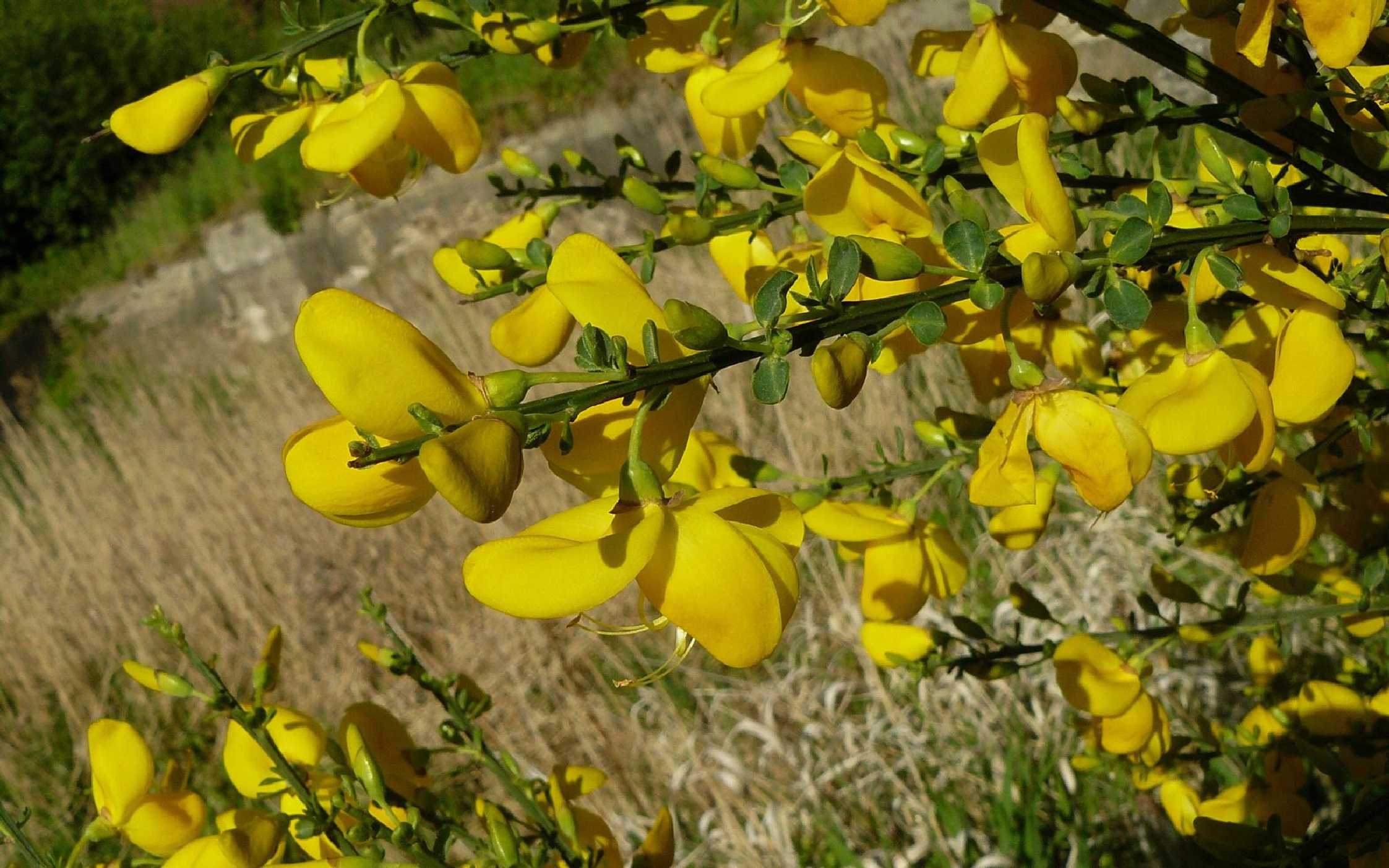 Kvetoucí janovec - Foto Pavel Stančík 1125 (4)