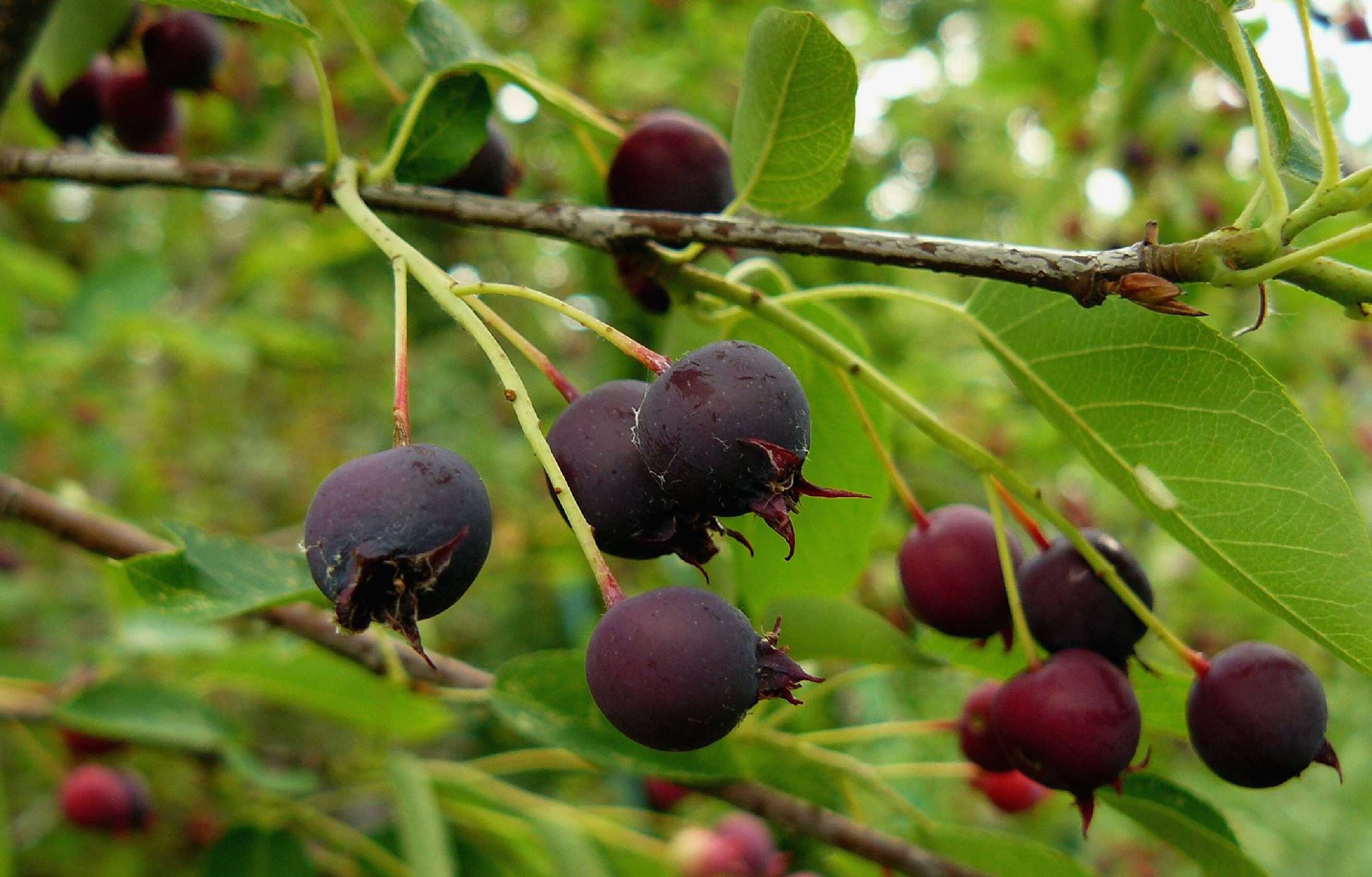 Muchovník - indiánská borůvka - Foto Pavel Stančík 1125