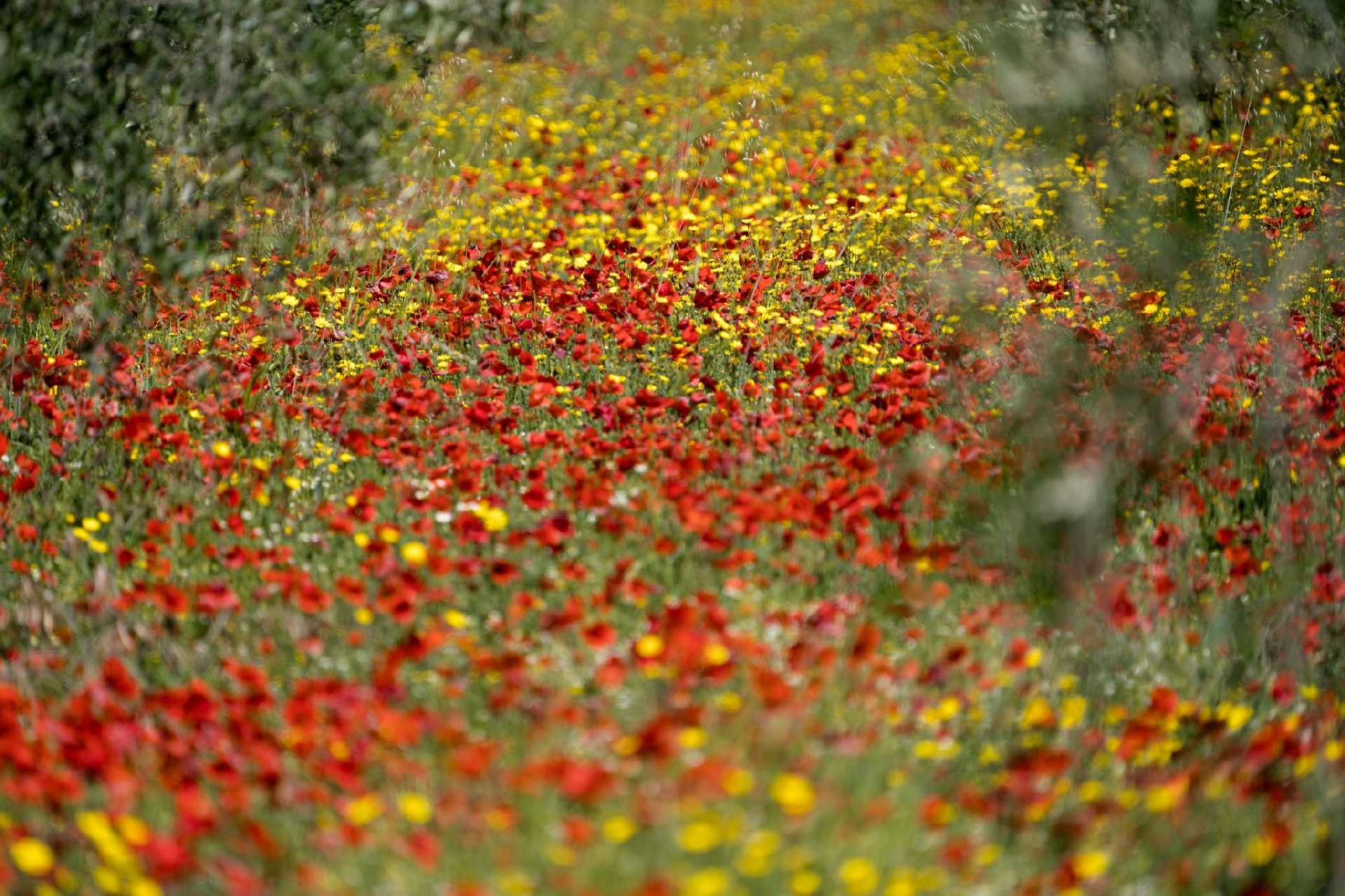 Olivový háj poblíž městčka Zapponeta - Foto Jana Ježková 0425 (1)