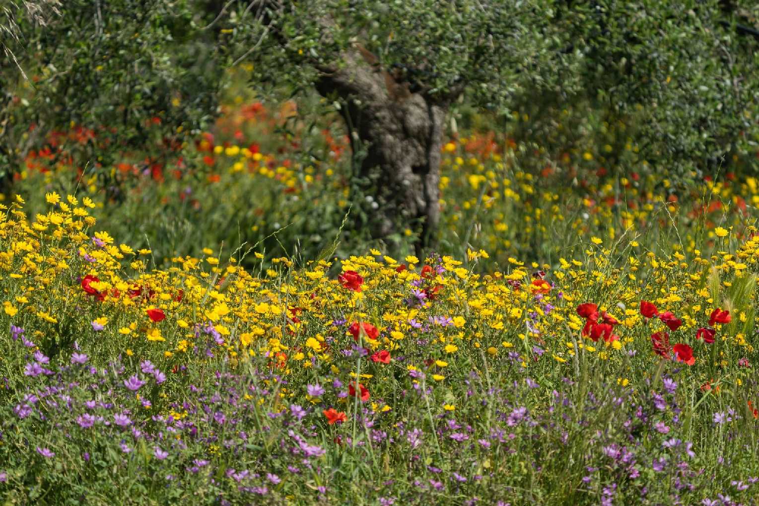 Olivový háj poblíž městčka Zapponeta - Foto Jana Ježková 0425 (2)