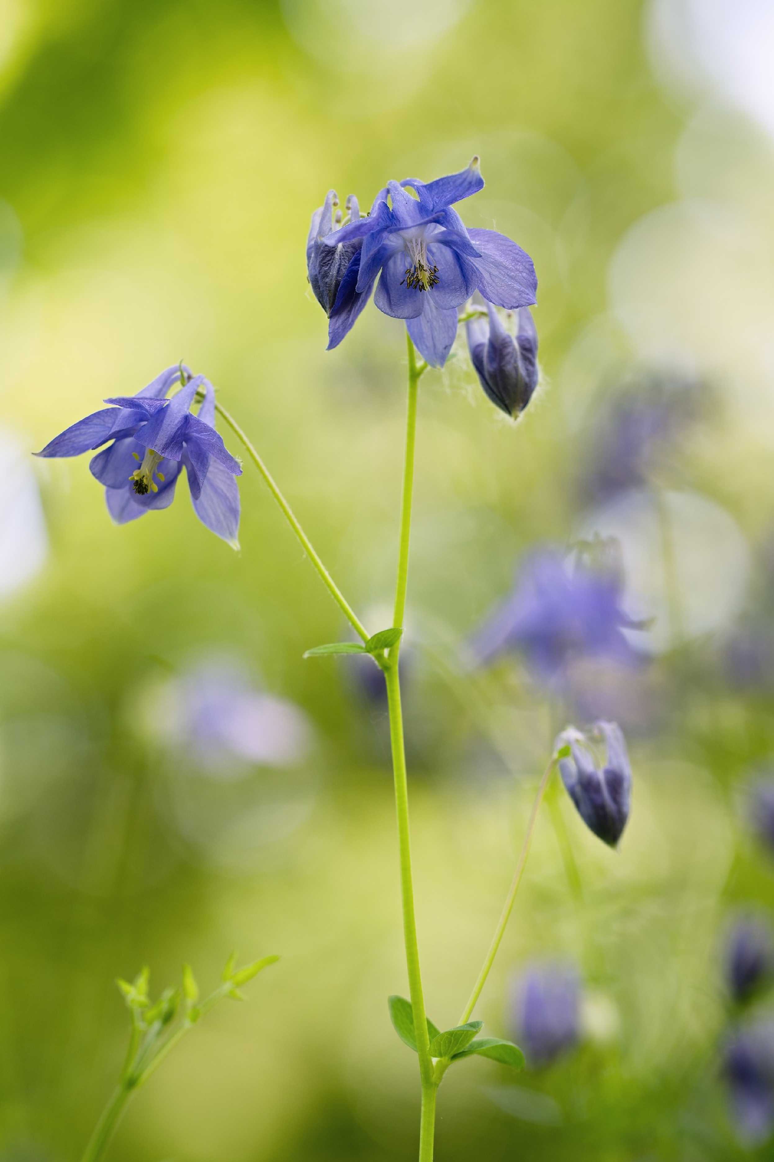 V orlíčkovém lese - Foto Jana Ježková 0525 (1)
