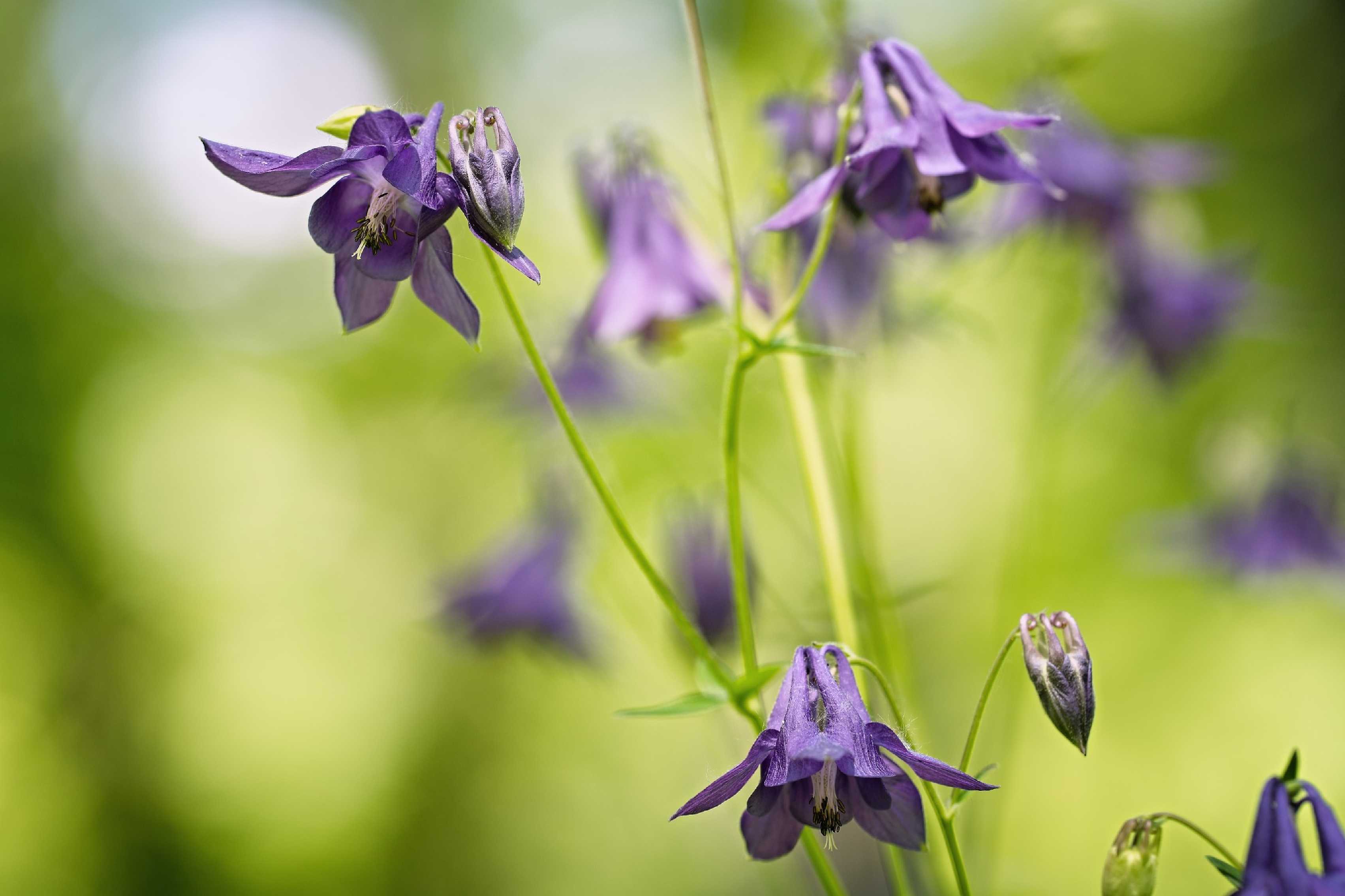 V orlíčkovém lese - Foto Jana Ježková 0525 (3)