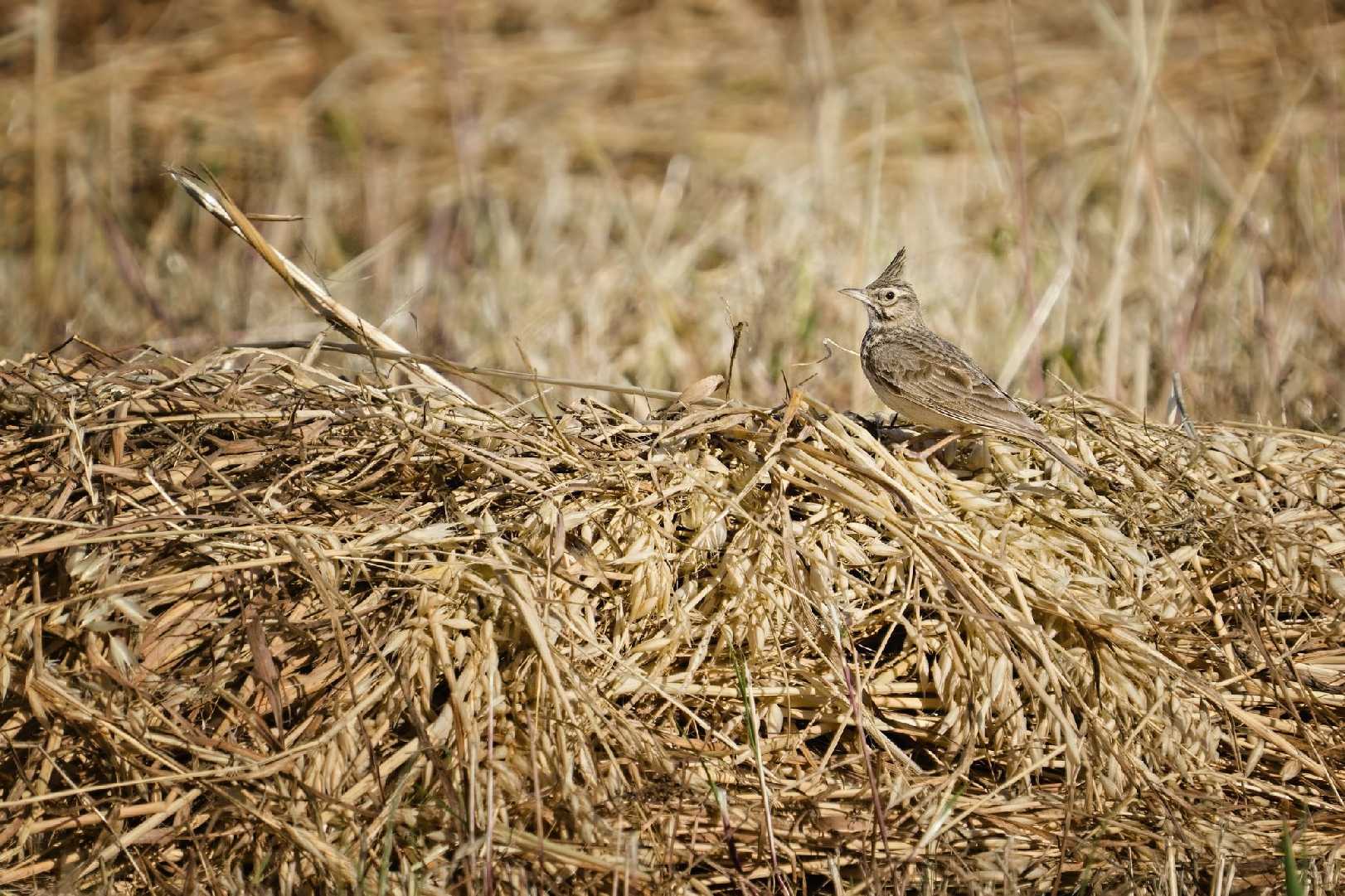 Chocholouš obecný - Galerida cristata - Foto Jana Ježková 0525
