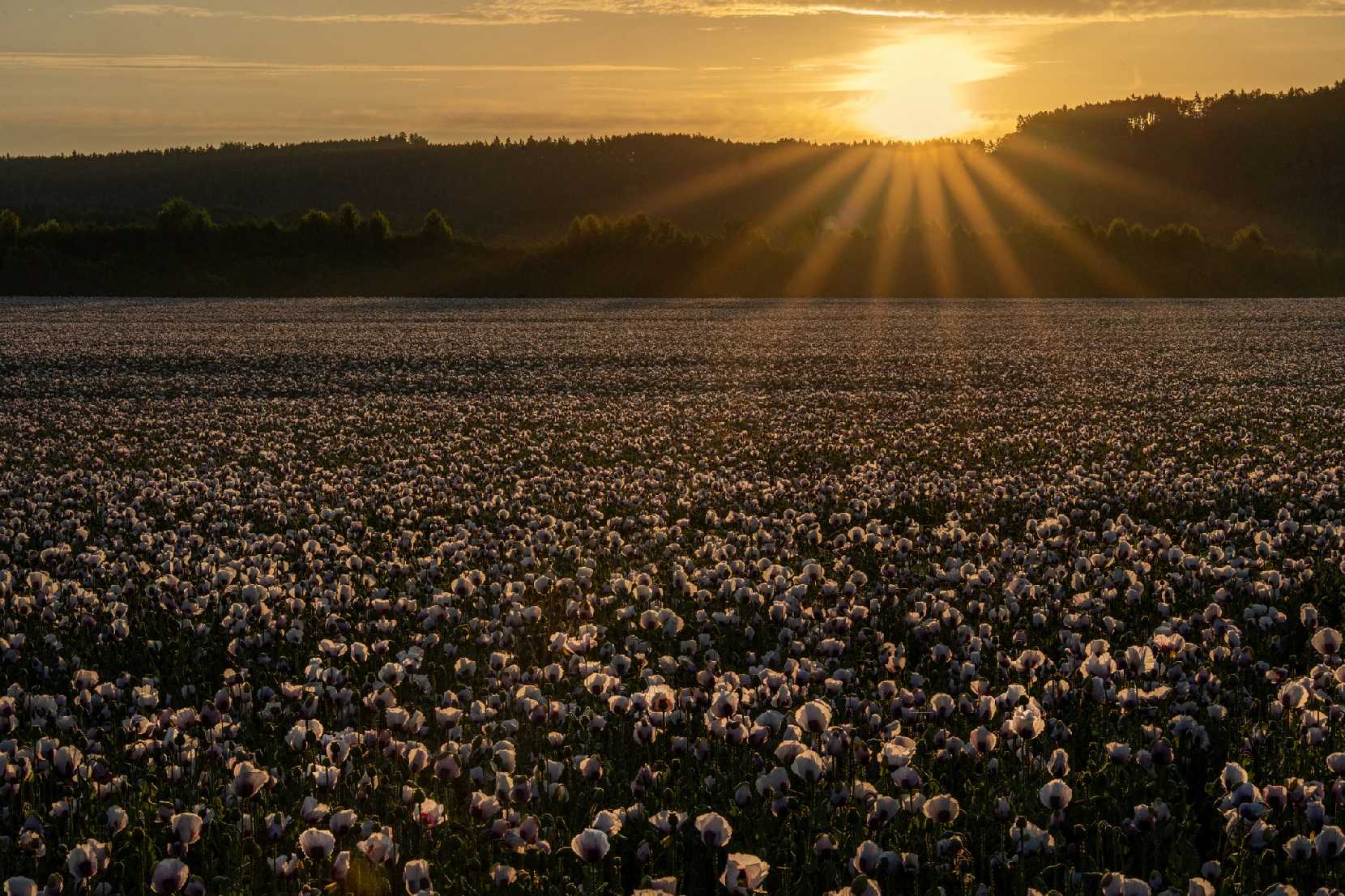 Svítání v makovém poli - Foto Petr Germanič 0625 (1)
