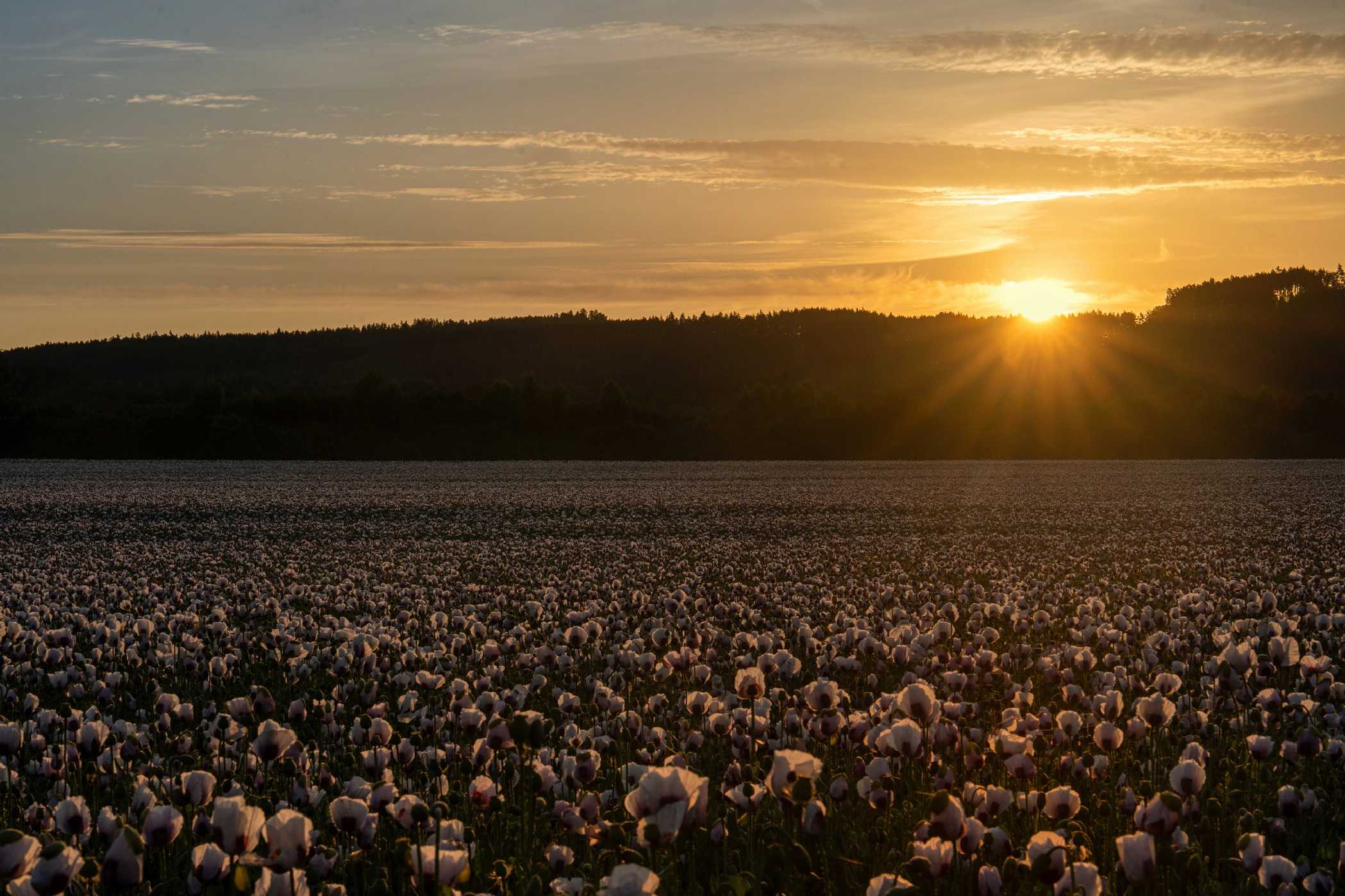 Svítání v makovém poli - Foto Petr Germanič 0625 (2)