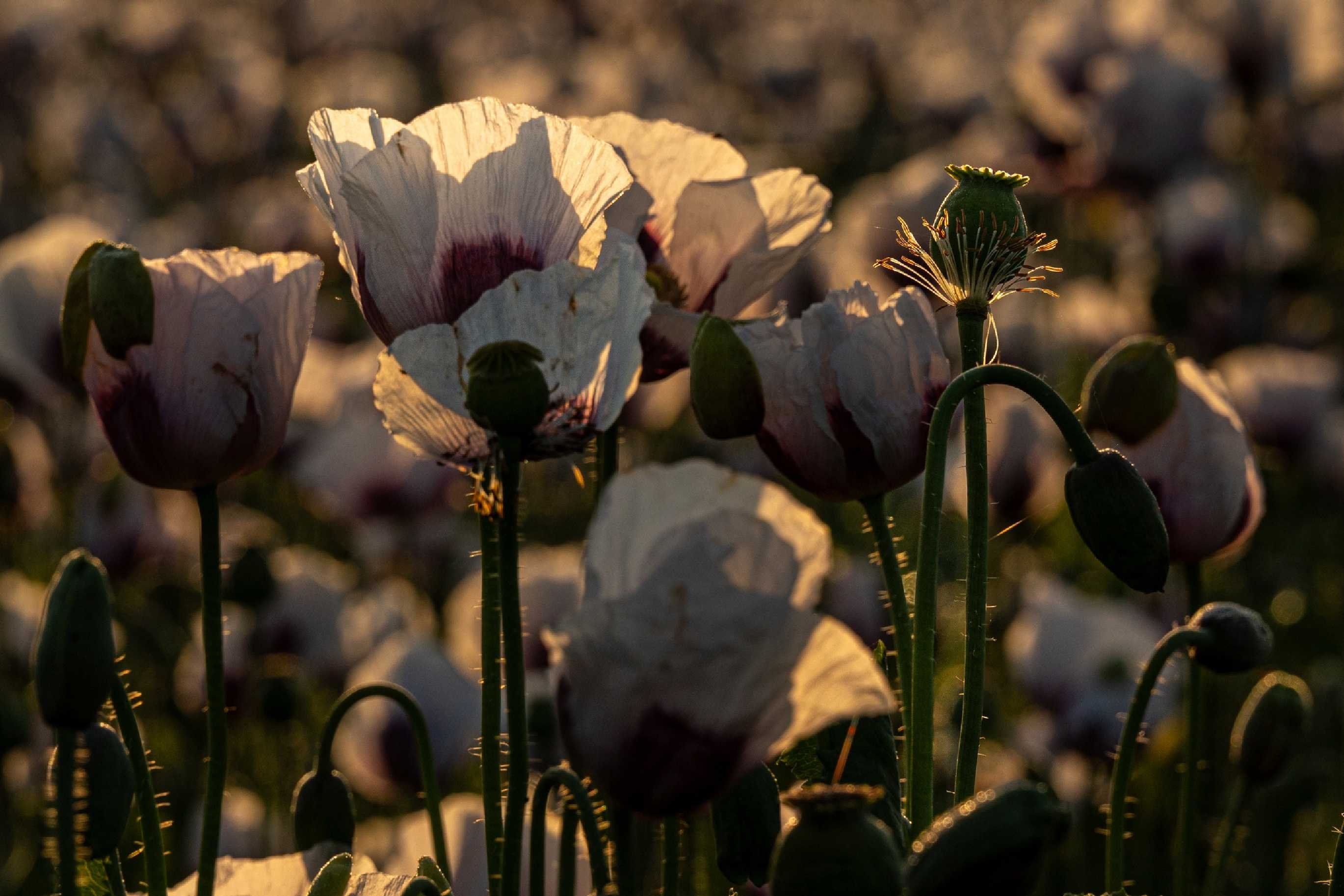 Svítání v makovém poli - Foto Petr Germanič 0625 (4)